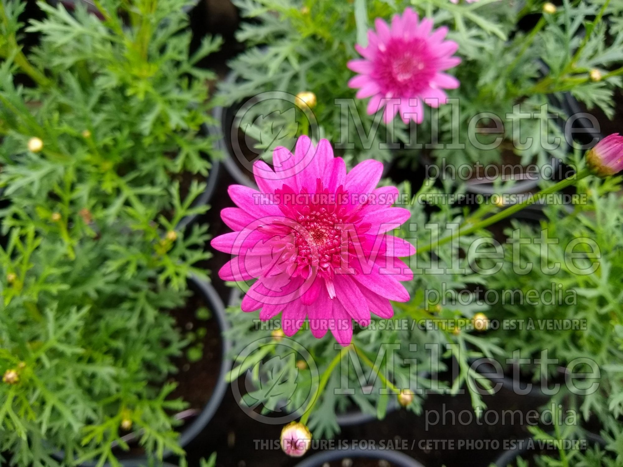 Argyranthemum Madeira Crested Hot Pink (Paris daisy, marguerite daisy) 1
