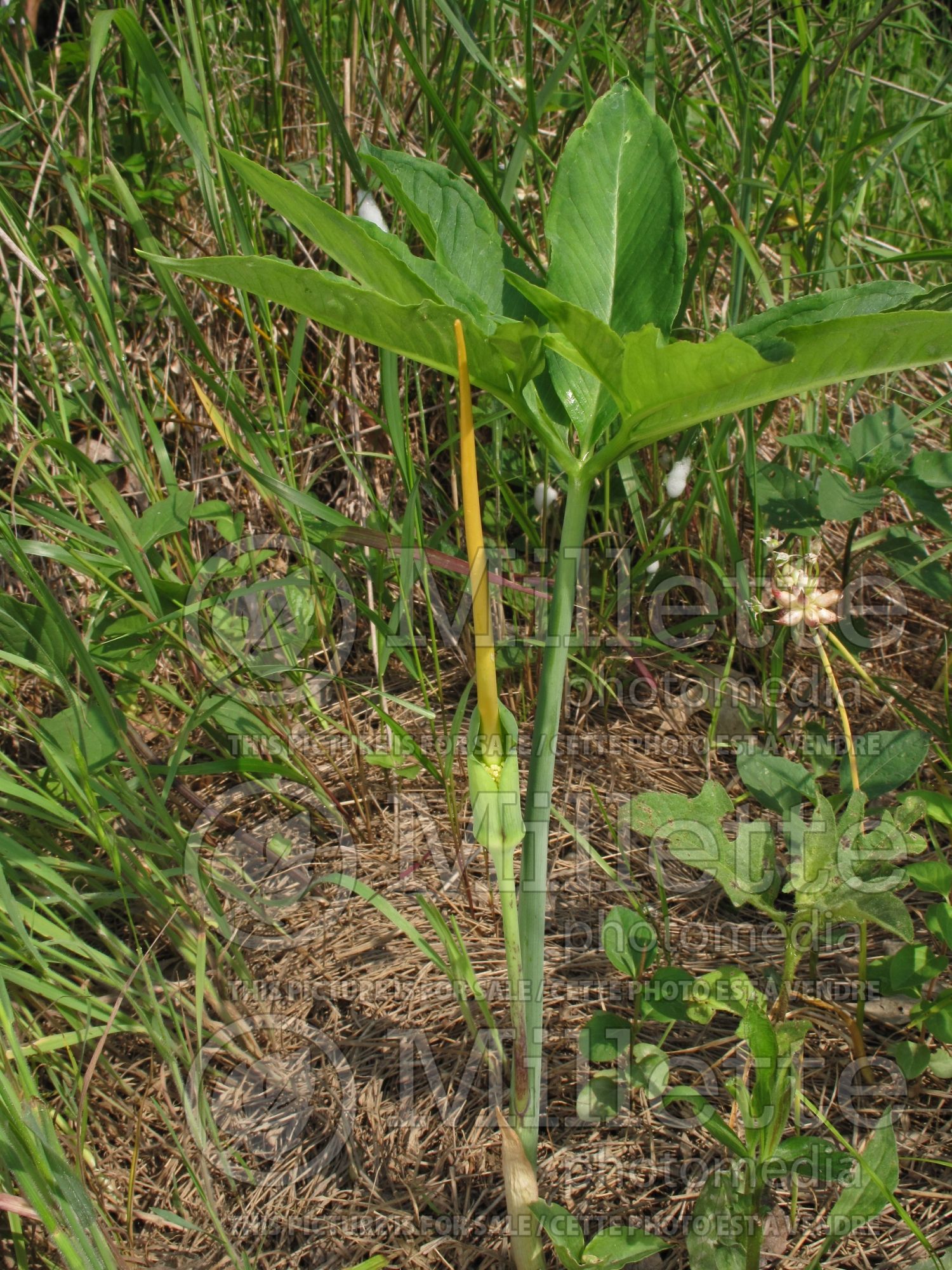 Arisaema dracontium (dragon-root or green dragon) 1