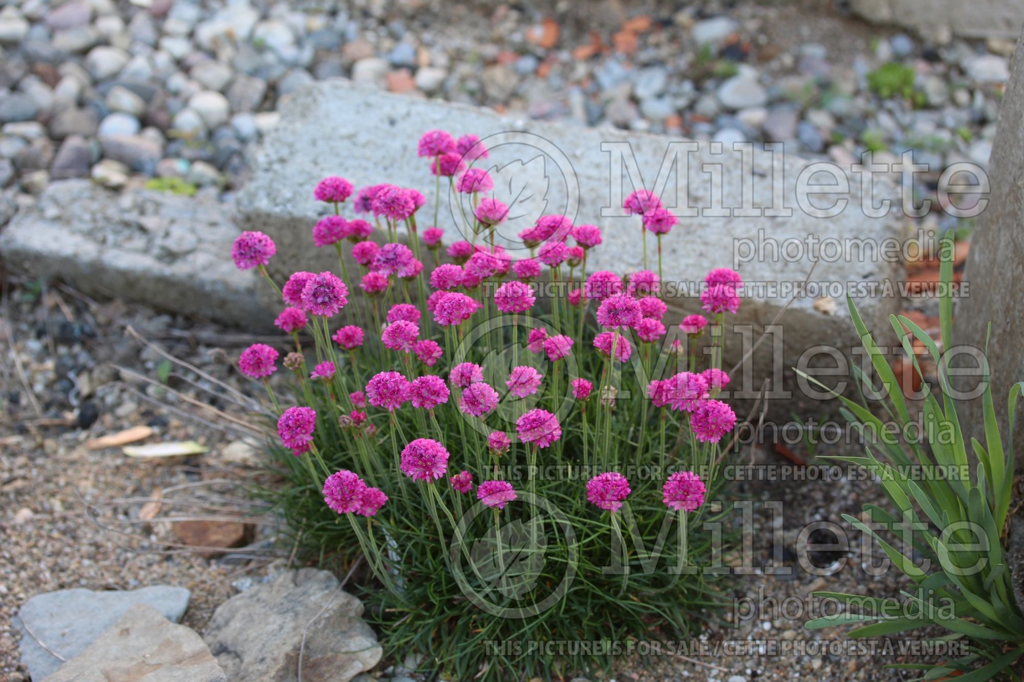 Armeria Bloodstone (Sea Thrift) 5