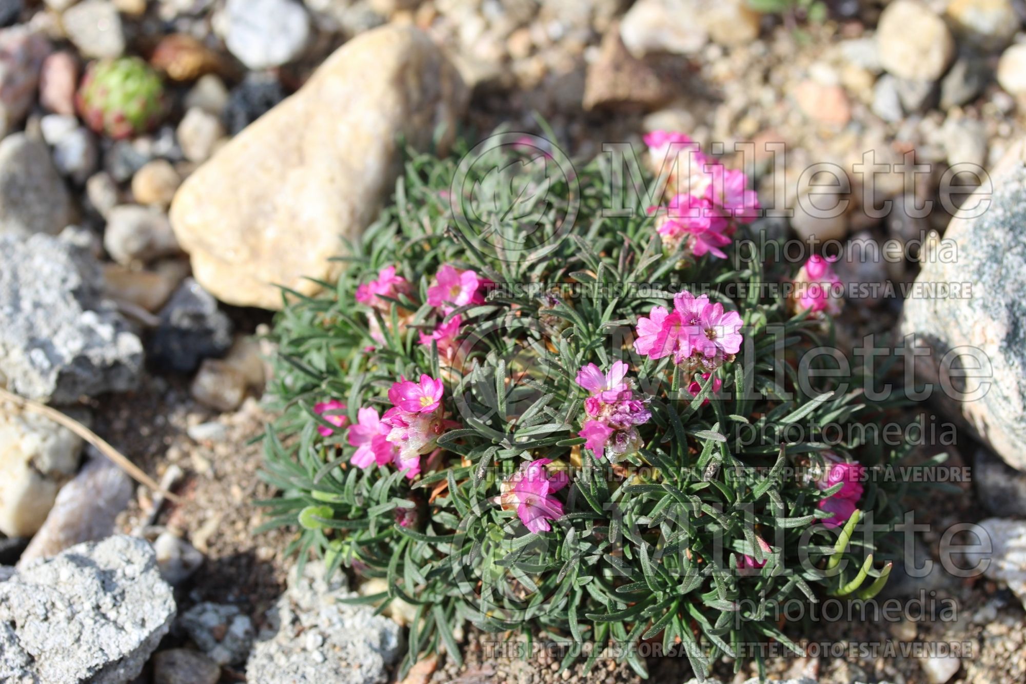 Armeria Little Penny (Sea Thrift) 1