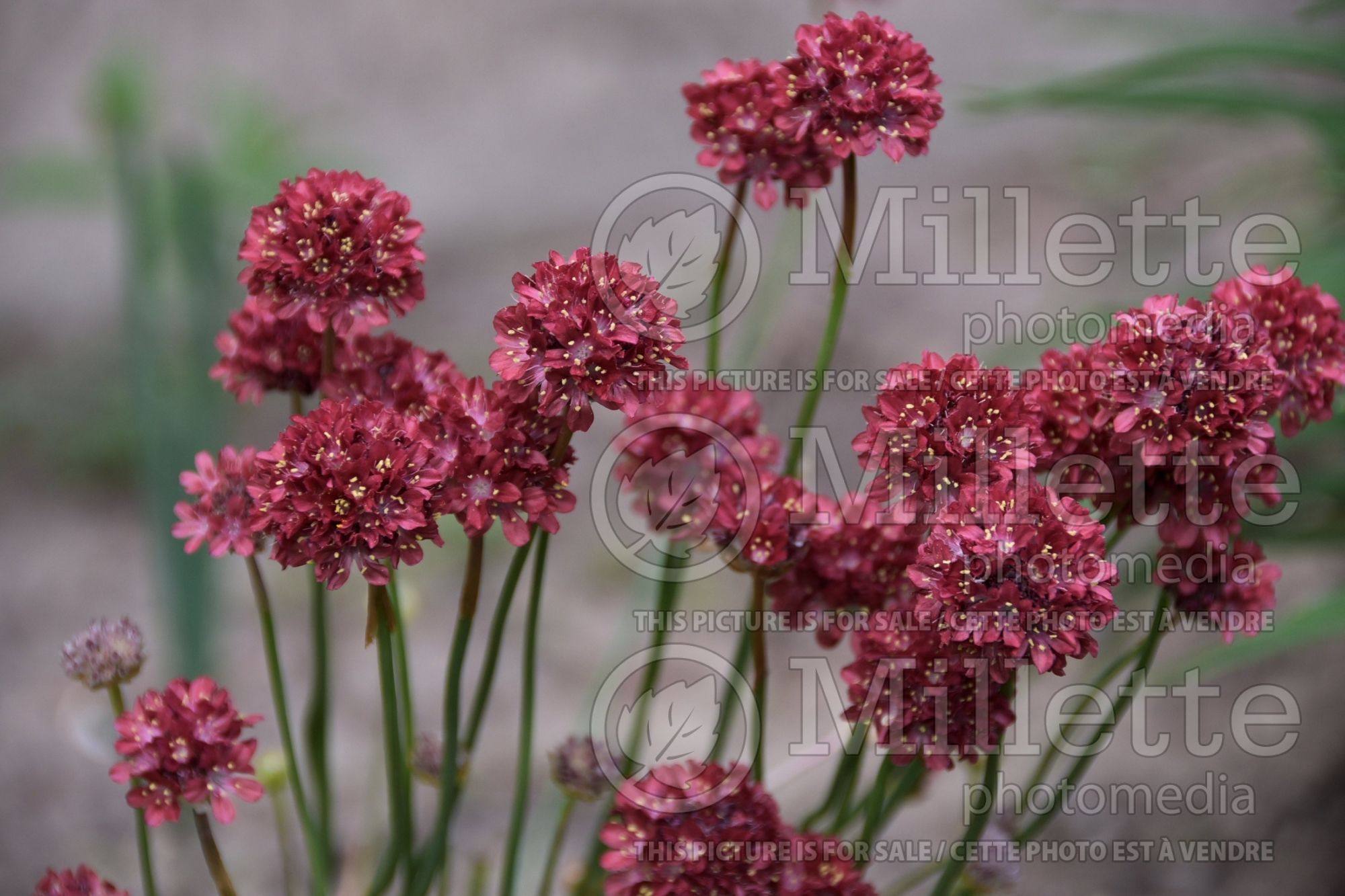 Armeria Ballerina Red (Sea Thrift) 2