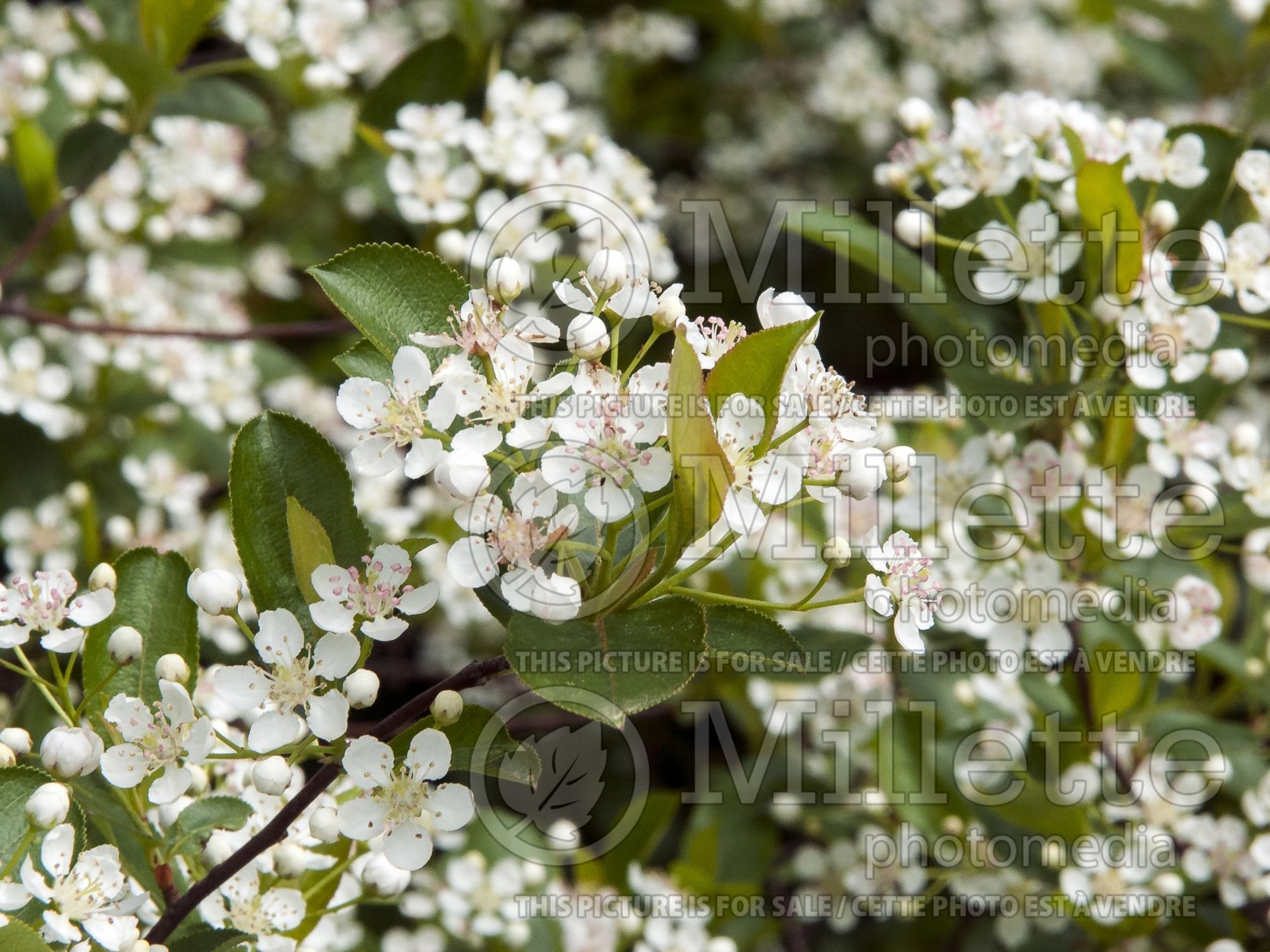 Aronia Morton aka Iroquois Beauty (Black Chokeberry) 4
