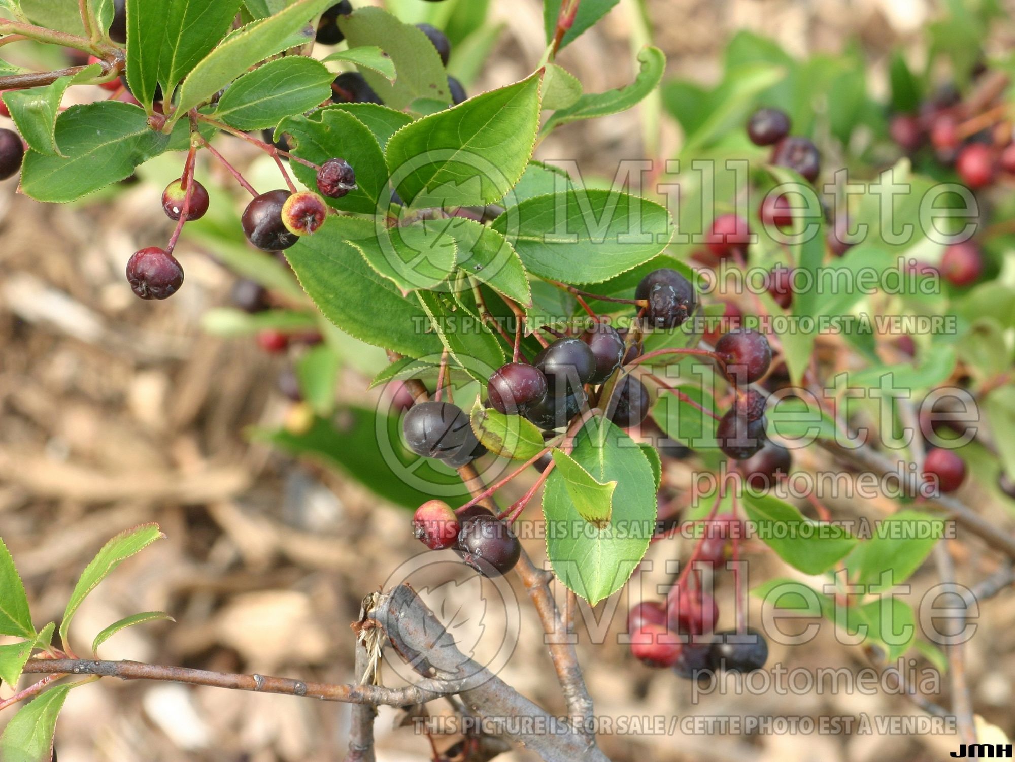 Aronia Morton aka Iroquois Beauty (Black Chokeberry) 5