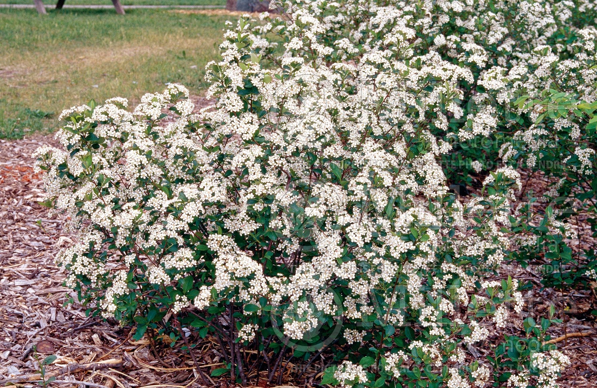 Aronia melanocarpa (Black Chokeberry) 4