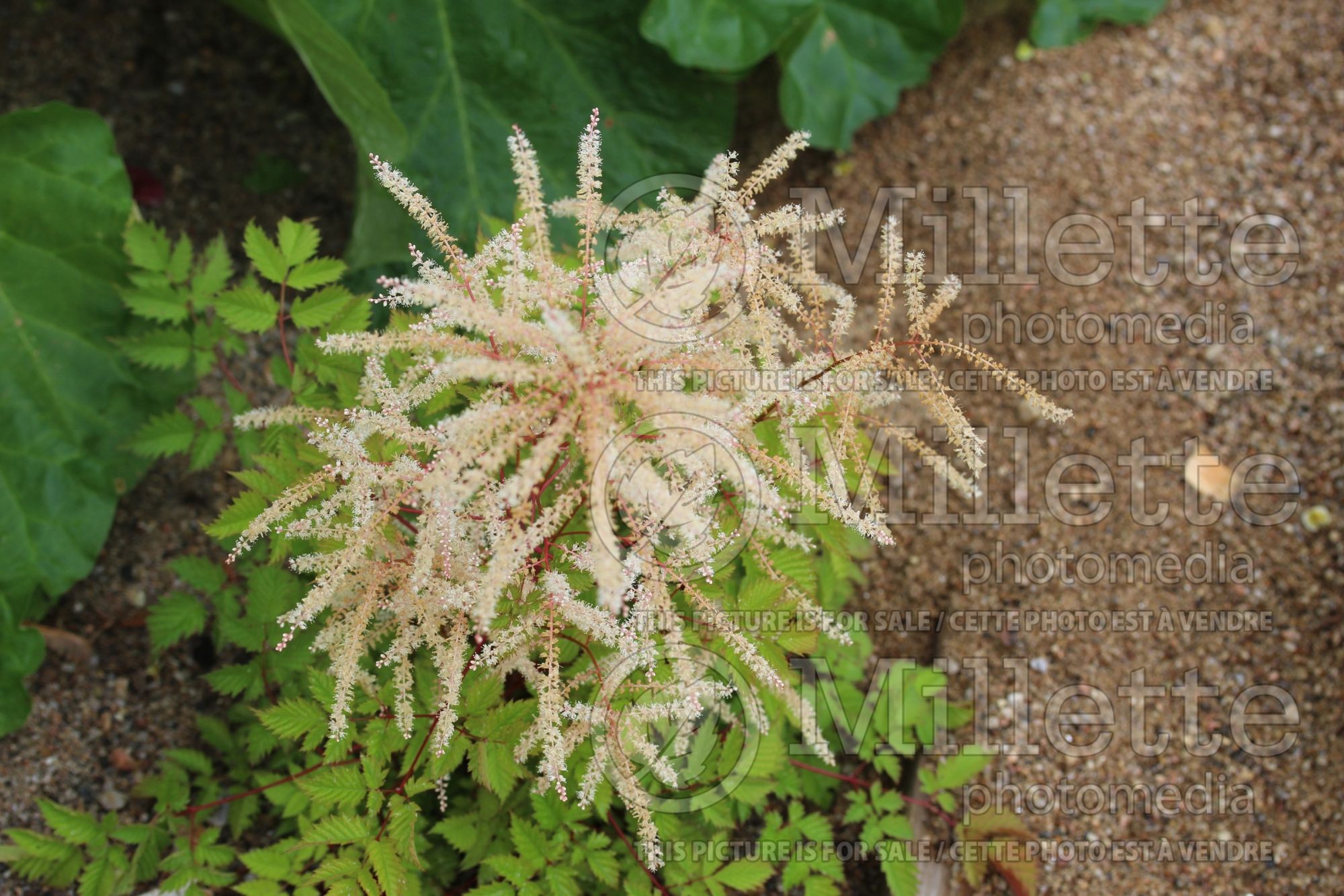 Aruncus Misty Lace (Goat's Beard) 2