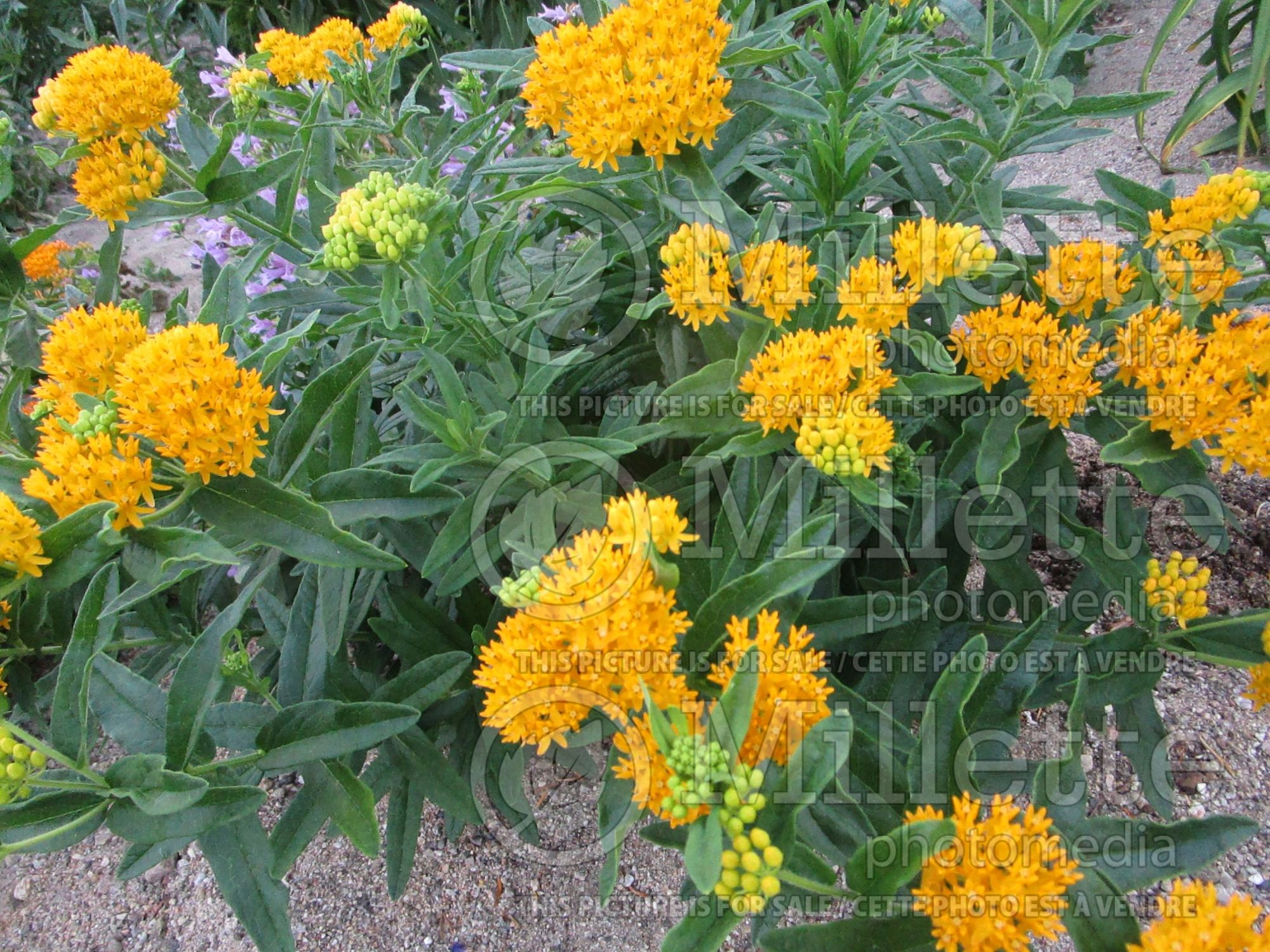 Asclepias Hello Yellow (Milkweed) 3