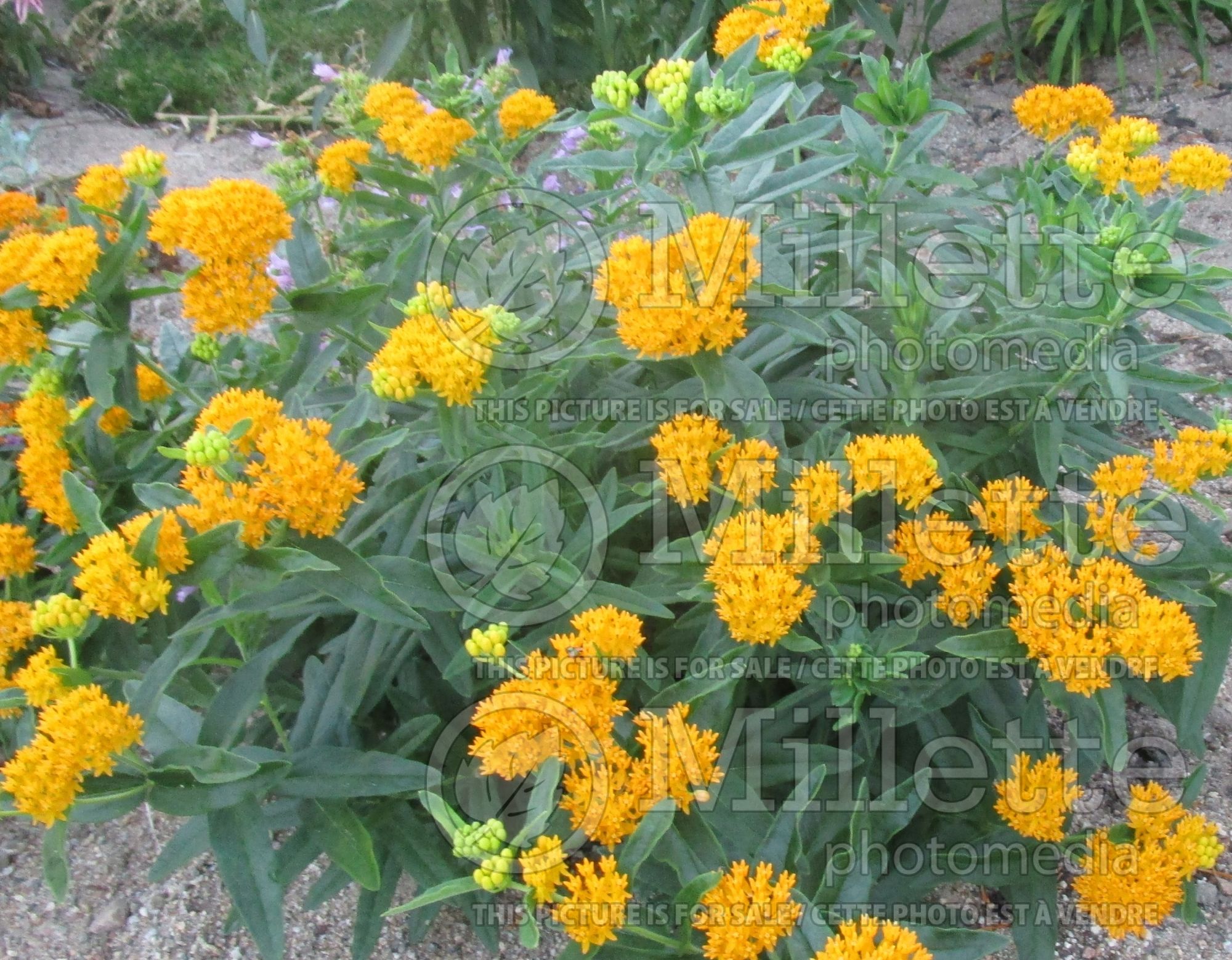 Asclepias Hello Yellow (Milkweed) 2