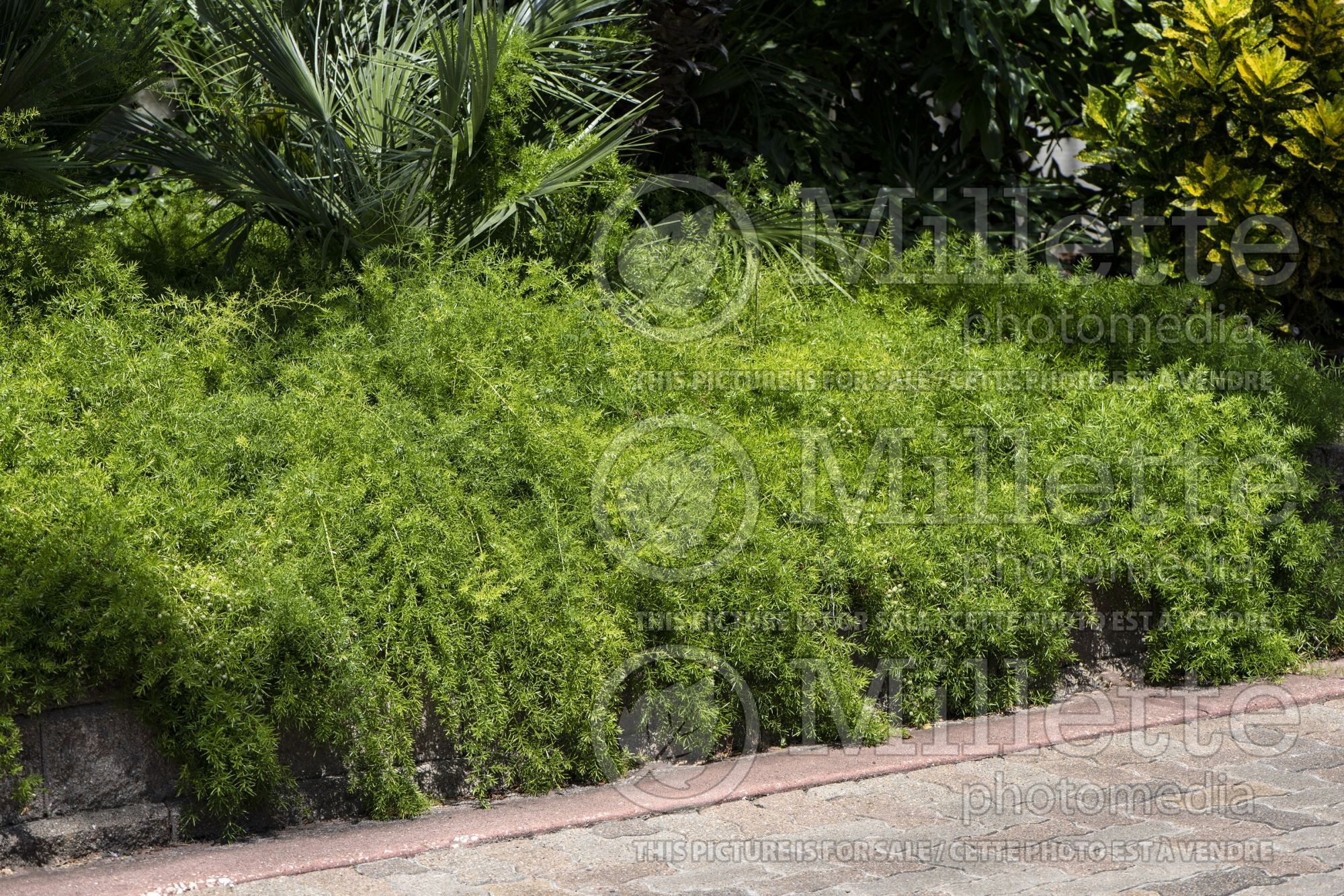 Asparagus Sprengeri (Asparagus Fern) 2