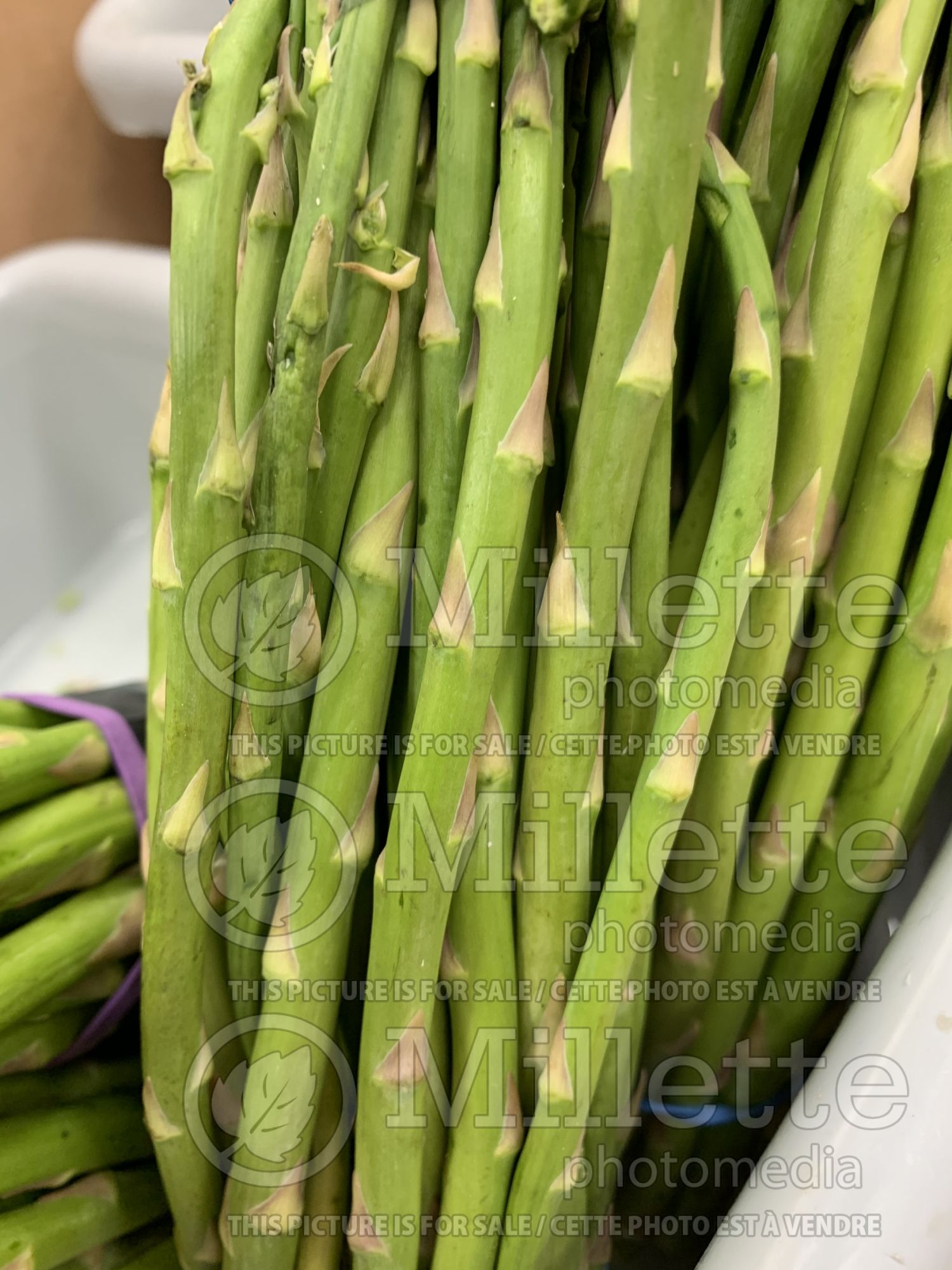 Asparagus officinalis (garden asparagus vegetable) 1