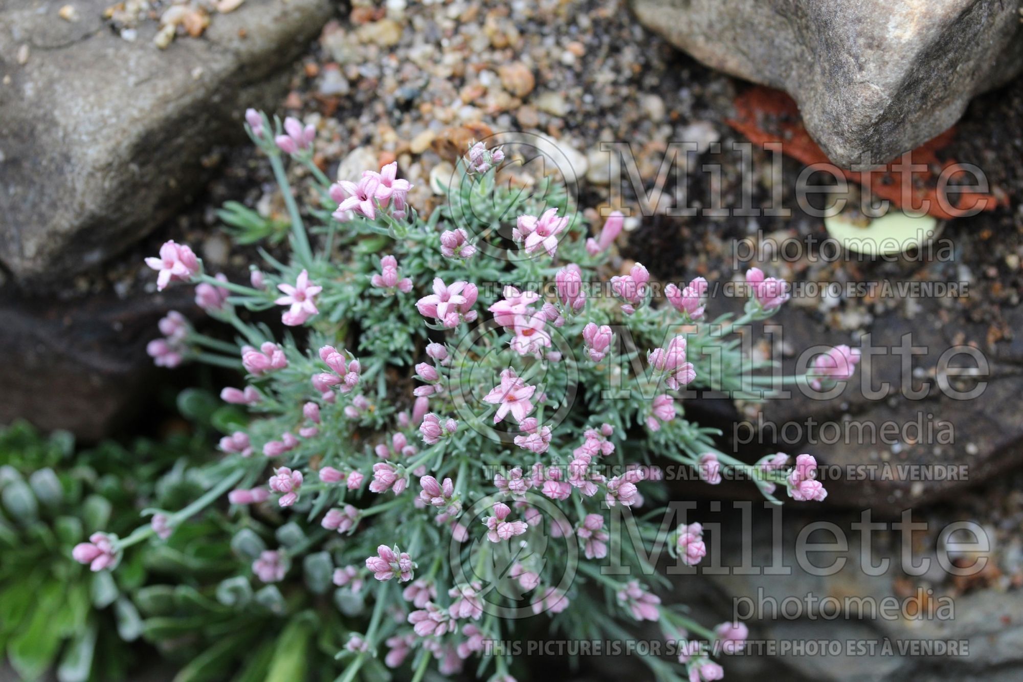 Asperula boissieri (woodruff) 2