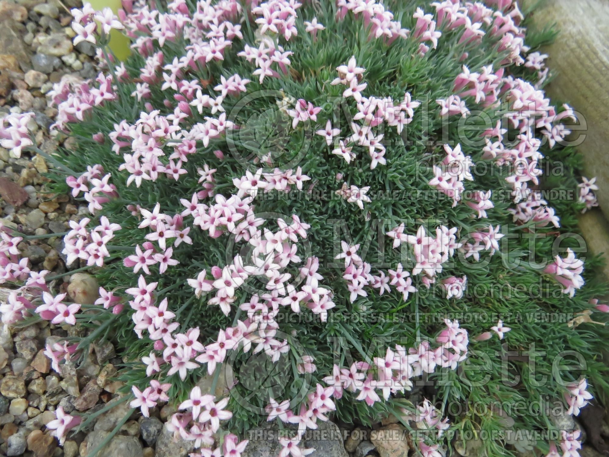 Asperula boissieri (woodruff) 3
