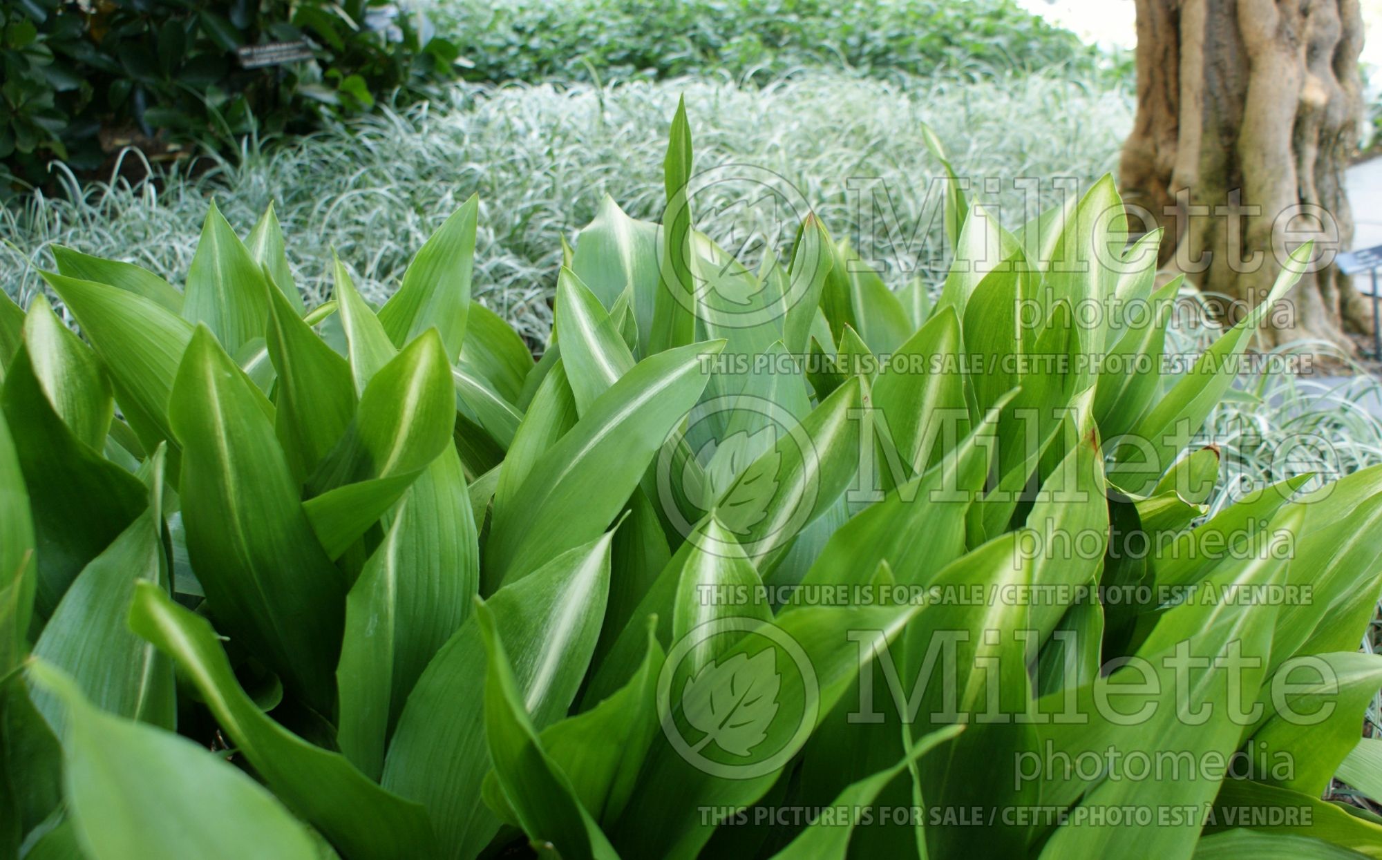 Aspidistra Asahi (cast iron plant ) 1
