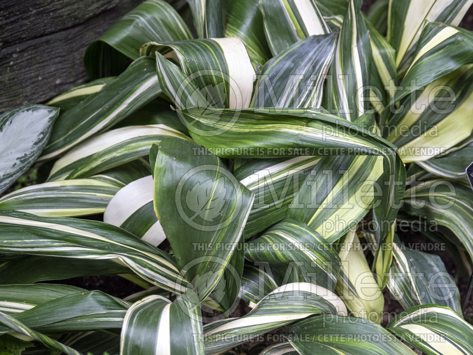 Aspidistra Variegata (Striped Cast Iron Plant) 1