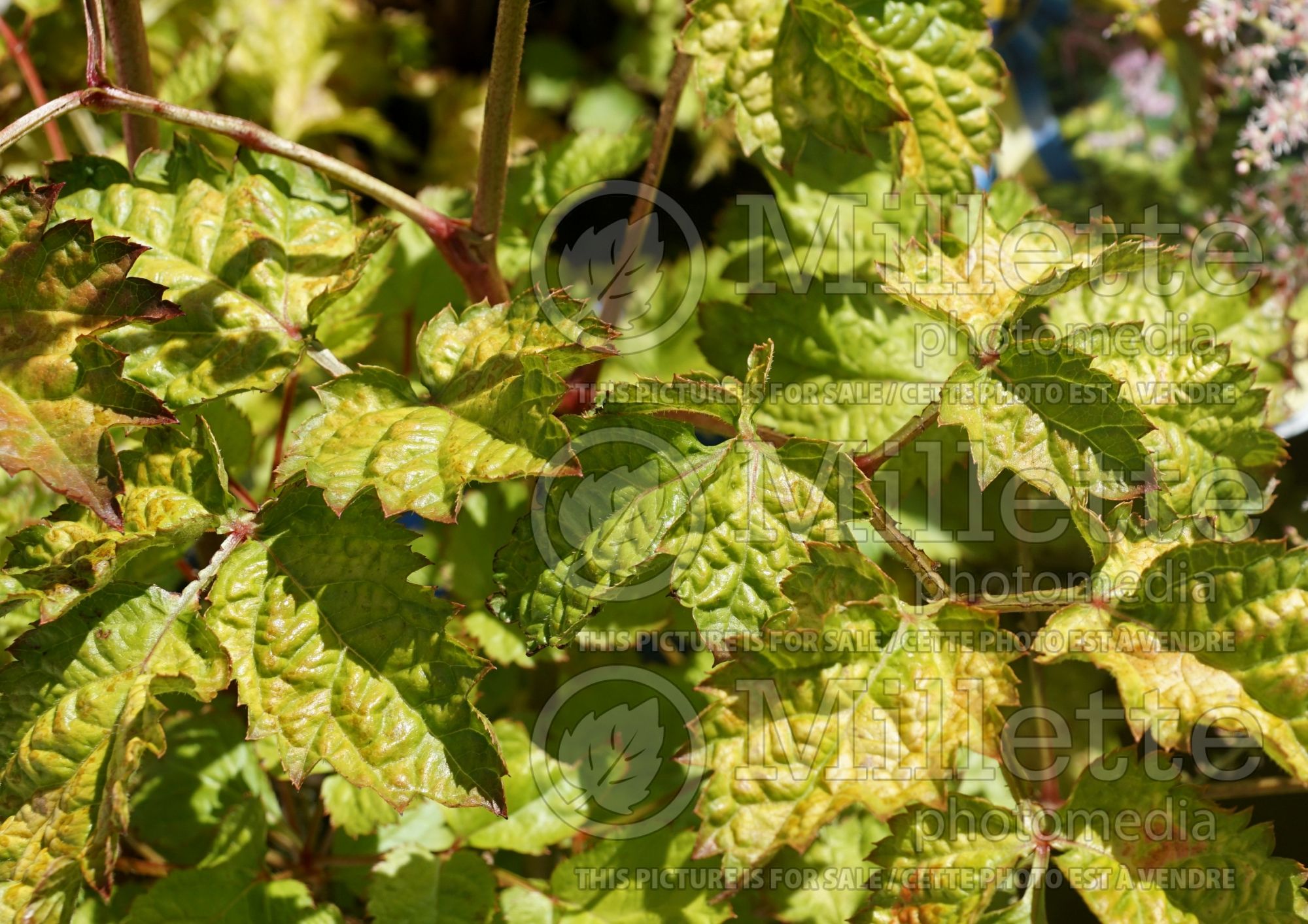 Astilbe Amber Moon (Astilbe) 4