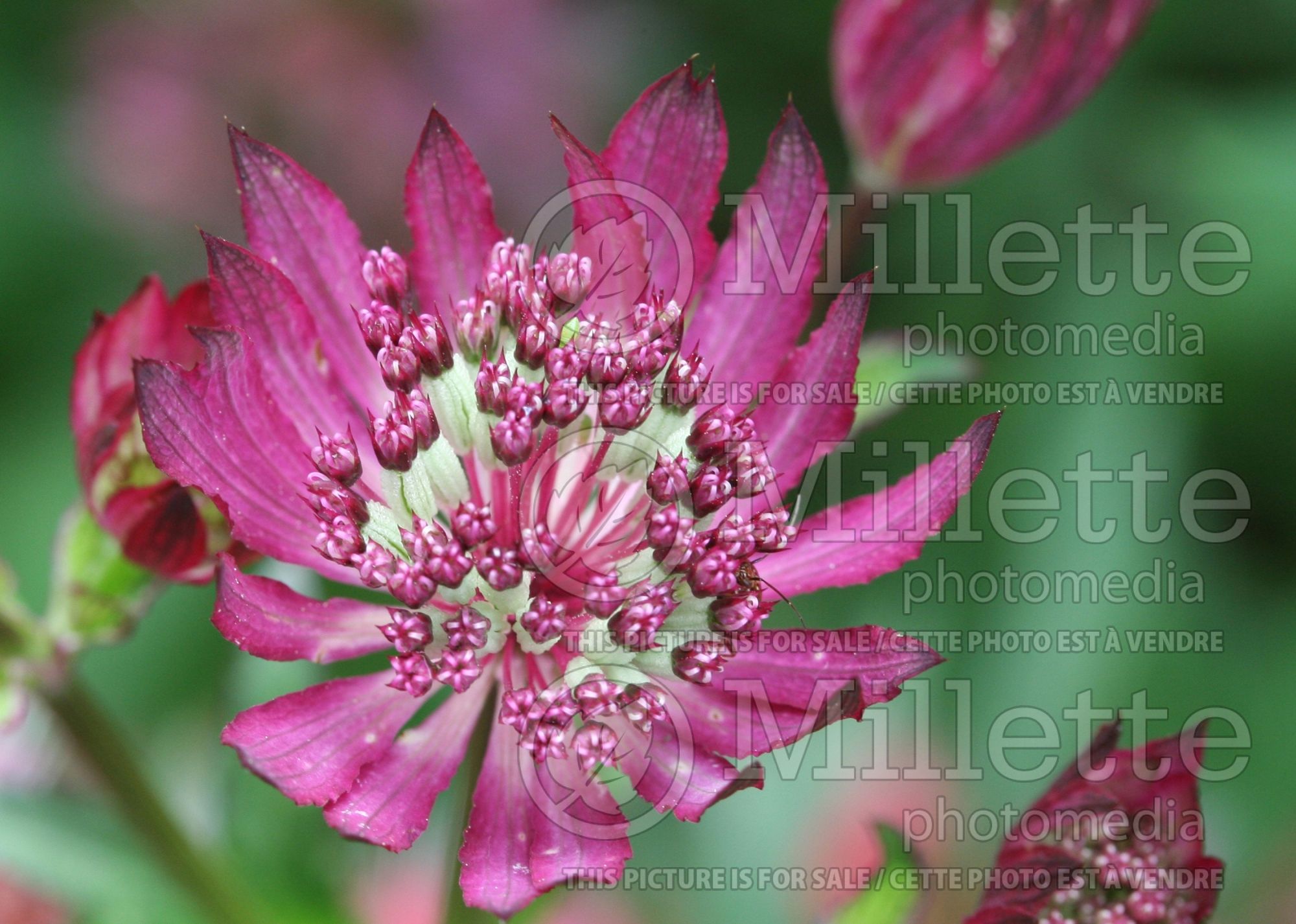 Astrantia Ruby Wedding (Masterwort) 3
