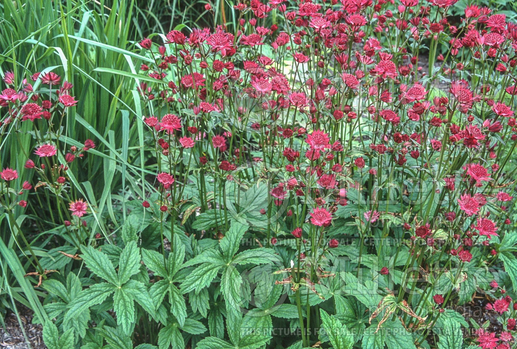 Astrantia Ruby Wedding (Masterwort) 4