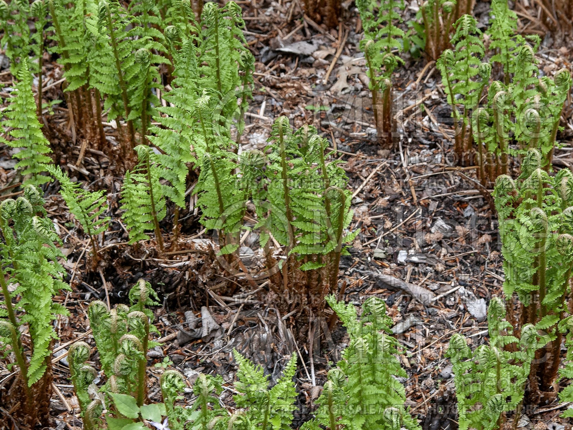 Athyrium Cristata (Crested fern) 1