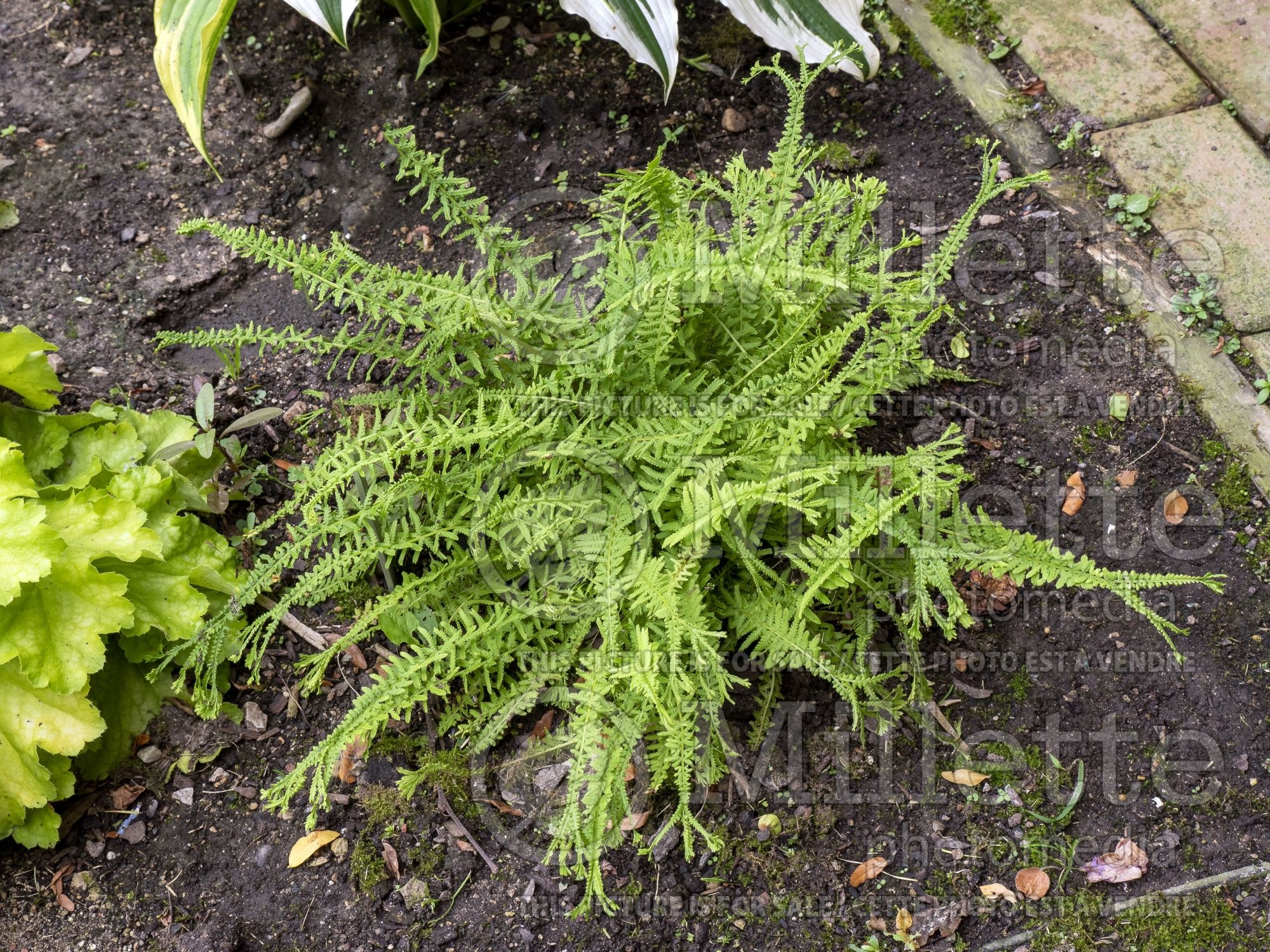 Athyrium Victoriae (Lady fern) 3