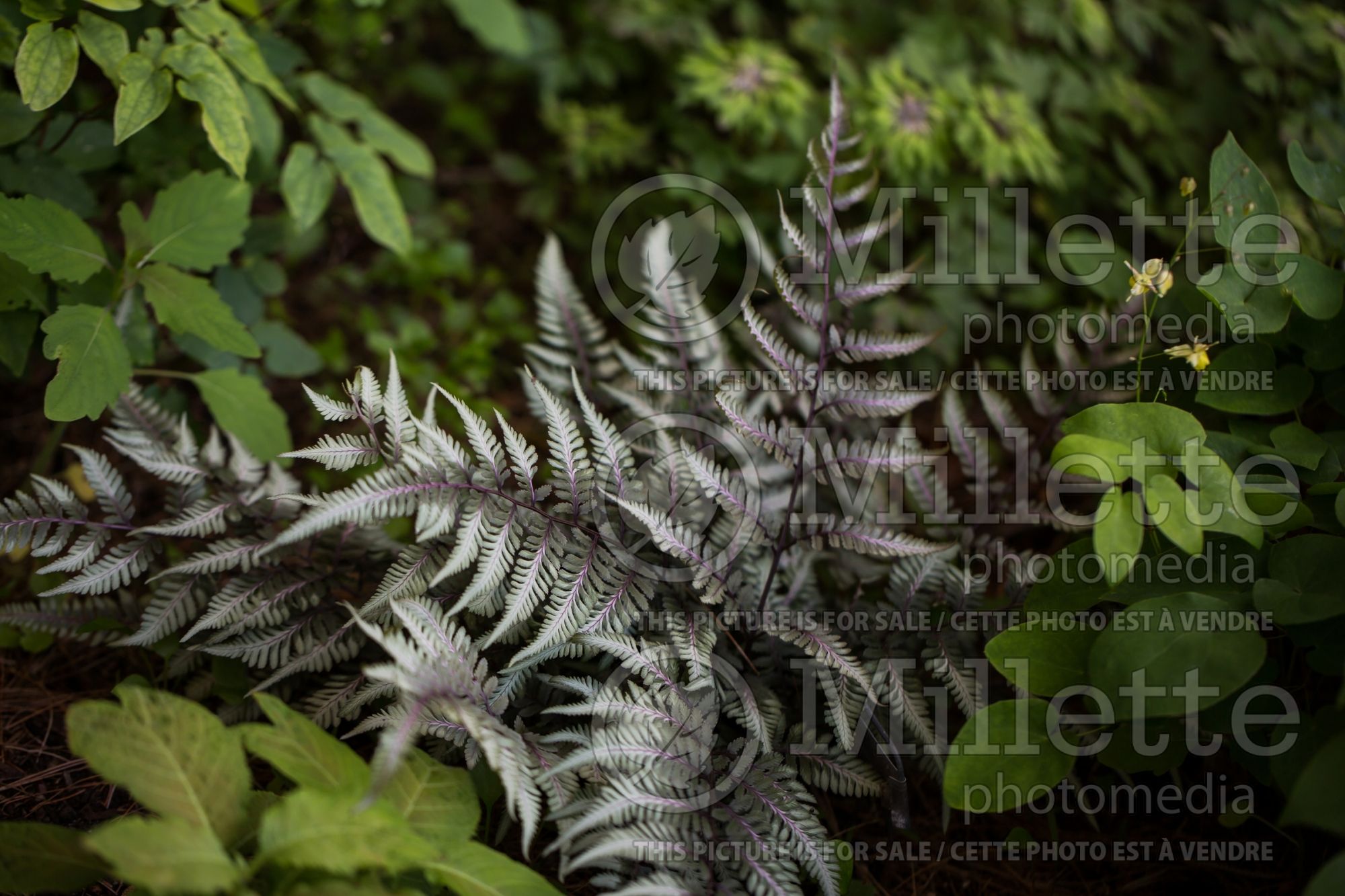 Athyrium Godzilla (Giant Japanese Painted Fern) 1