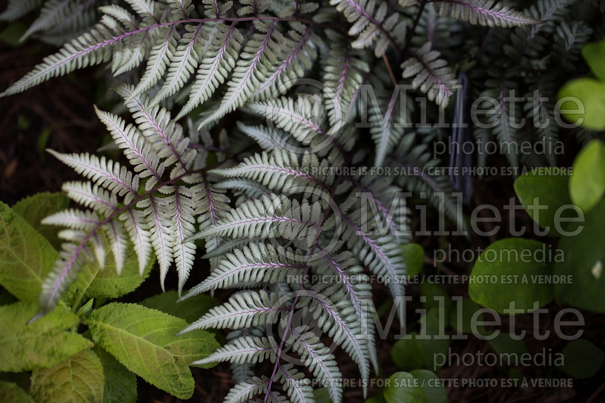 Athyrium Godzilla (Giant Japanese Painted Fern) 2