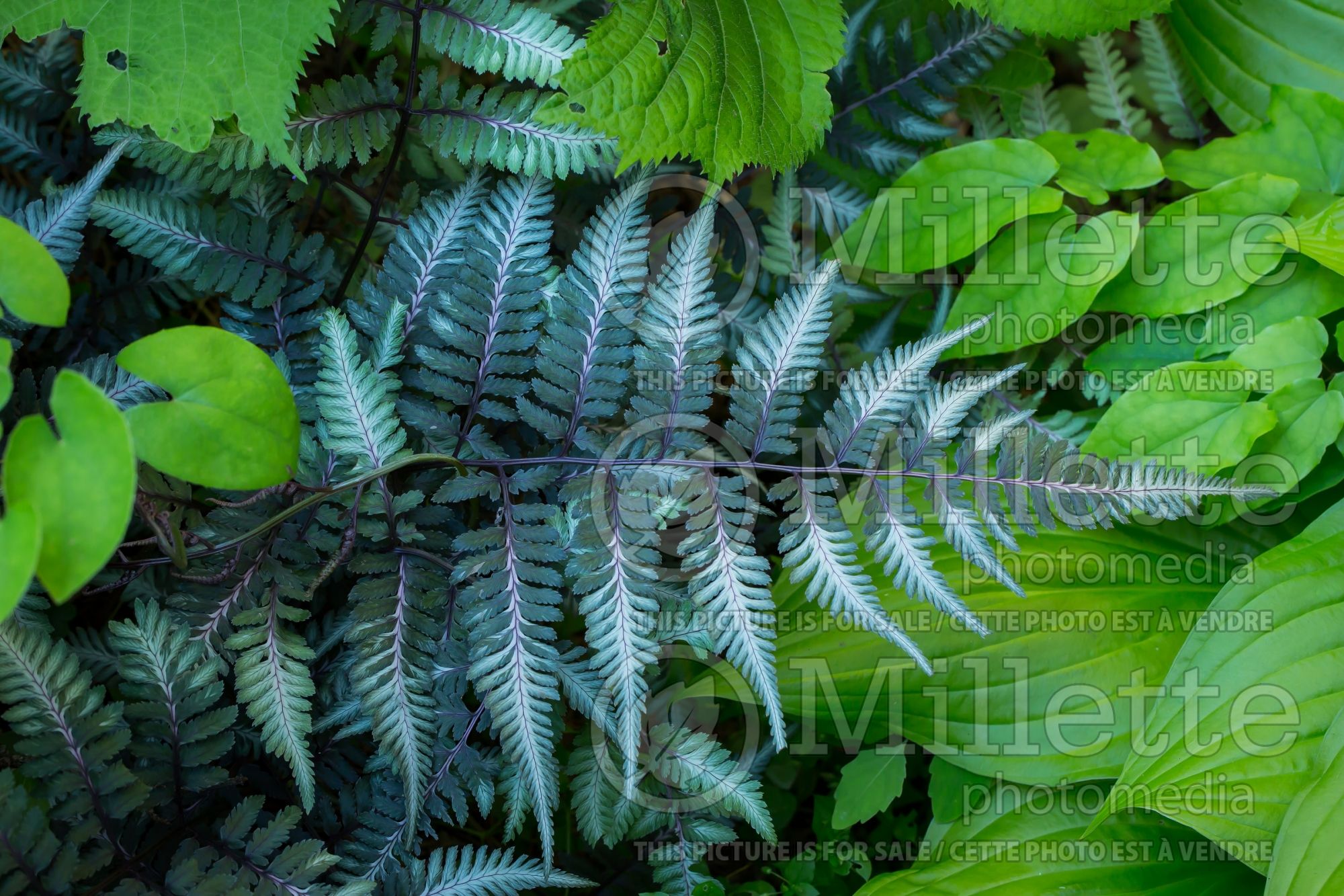 Athyrium Godzilla (Giant Japanese Painted Fern) 3