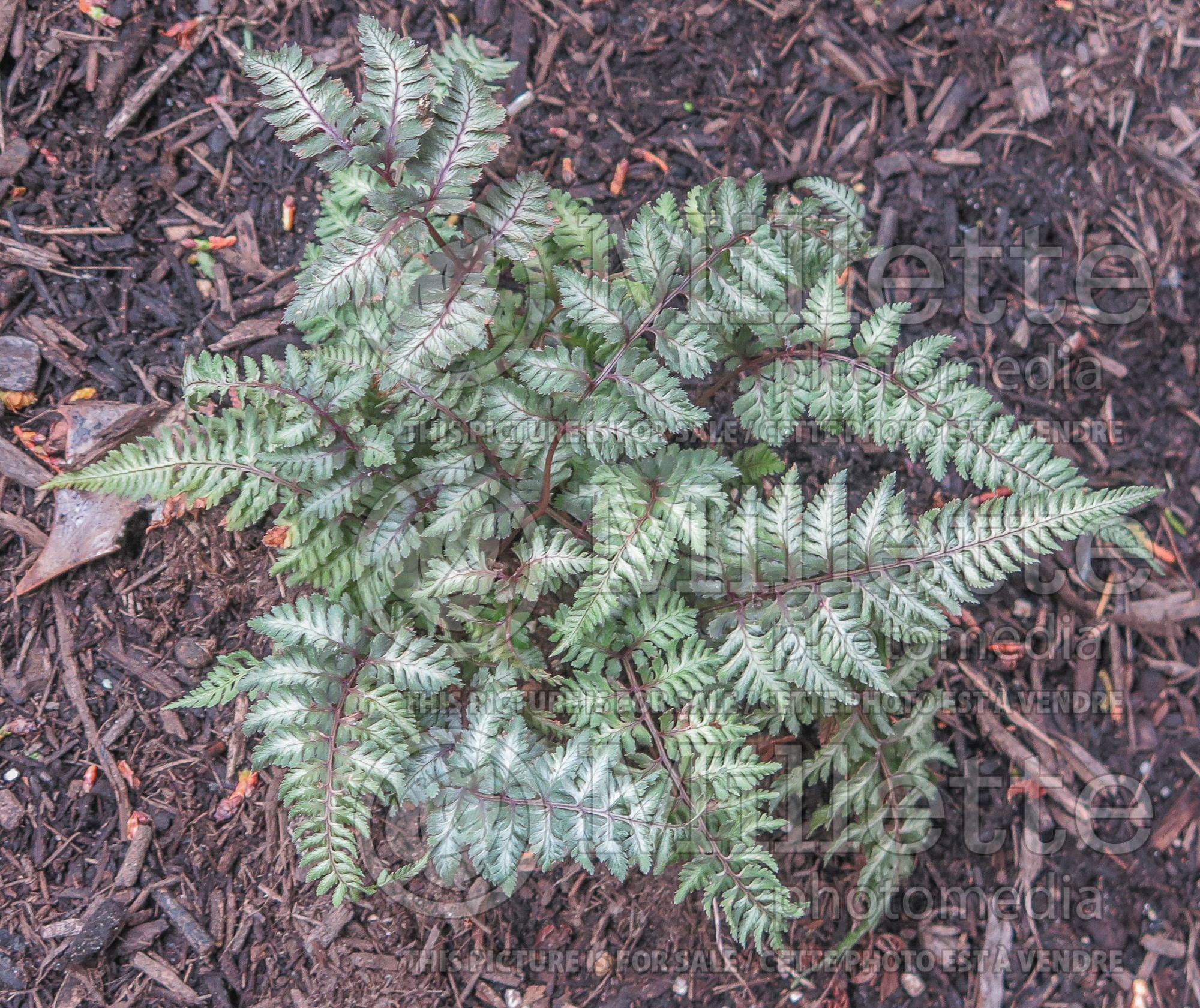 Athyrium Regal Red (Japanese Painted Fern) 2