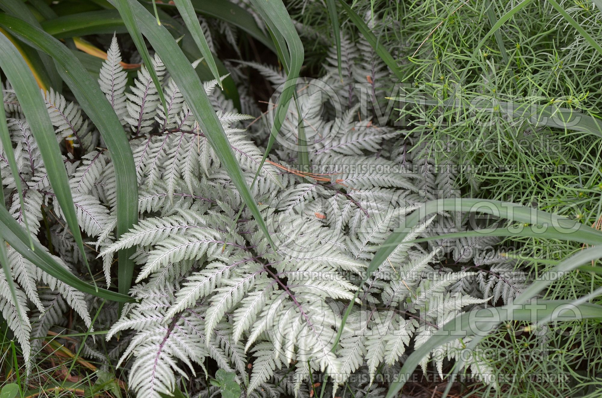 Athyrium Regal Red (Japanese Painted Fern) 3