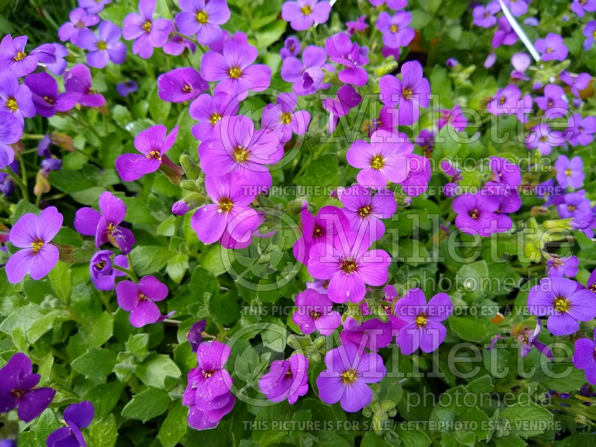 Aubrieta Hamburger Stadtpark (rock crest Aubrieta) 1