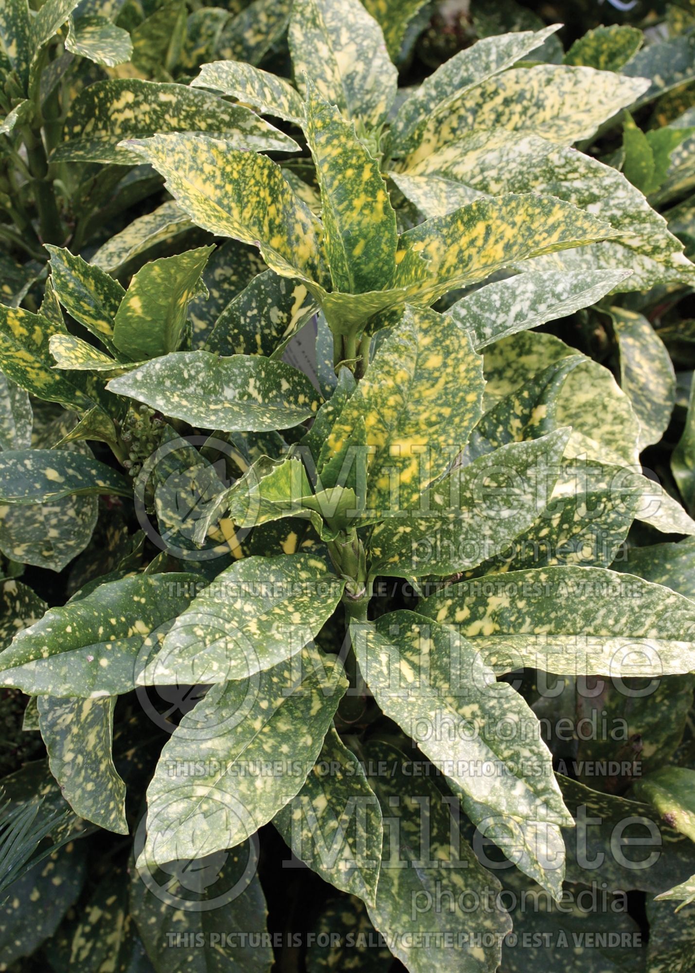 Aucuba Mr Goldstrike (Japanese Laurel) 1