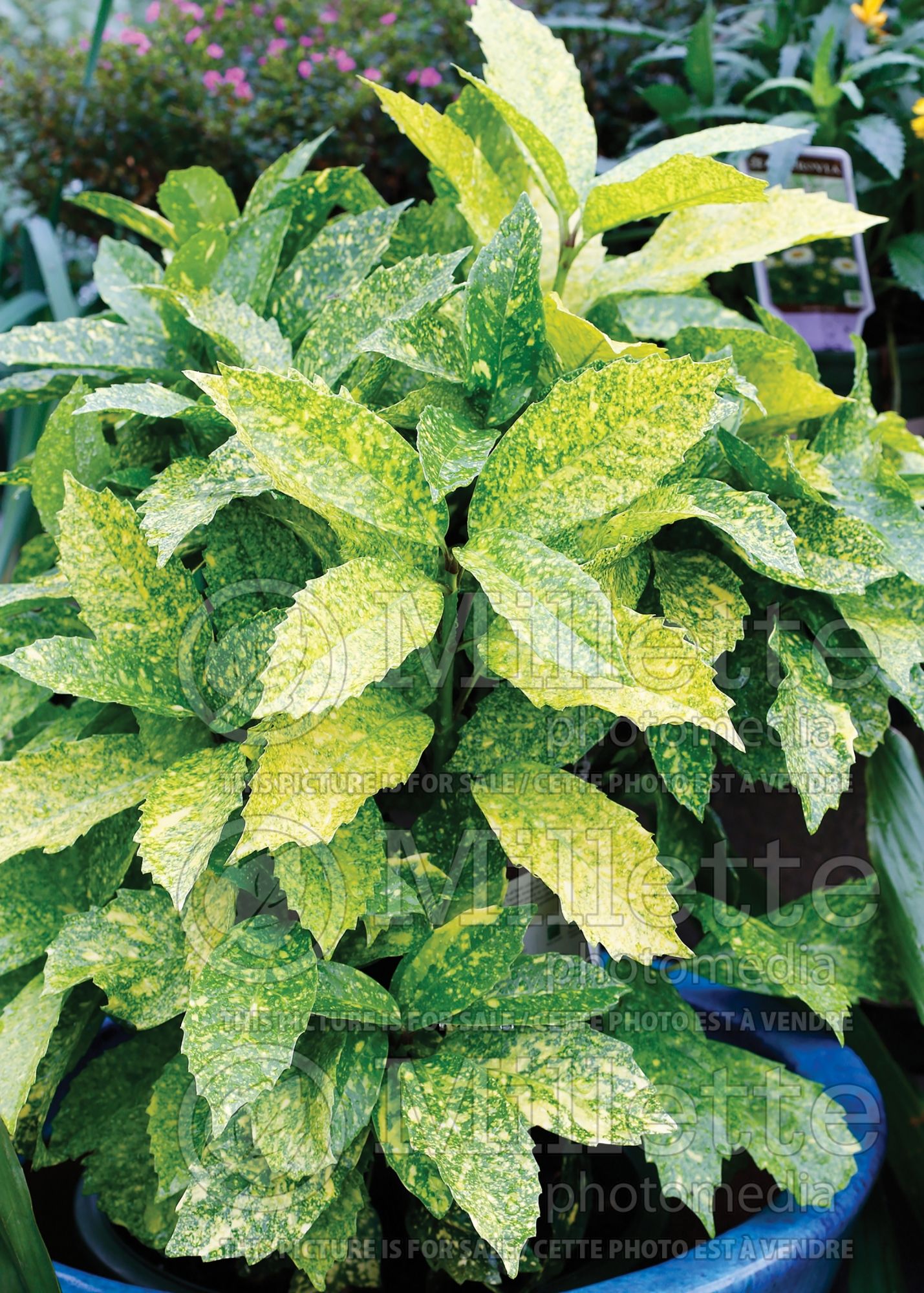 Aucuba Mr Goldstrike (Japanese Laurel - Laurier Japonais) 2