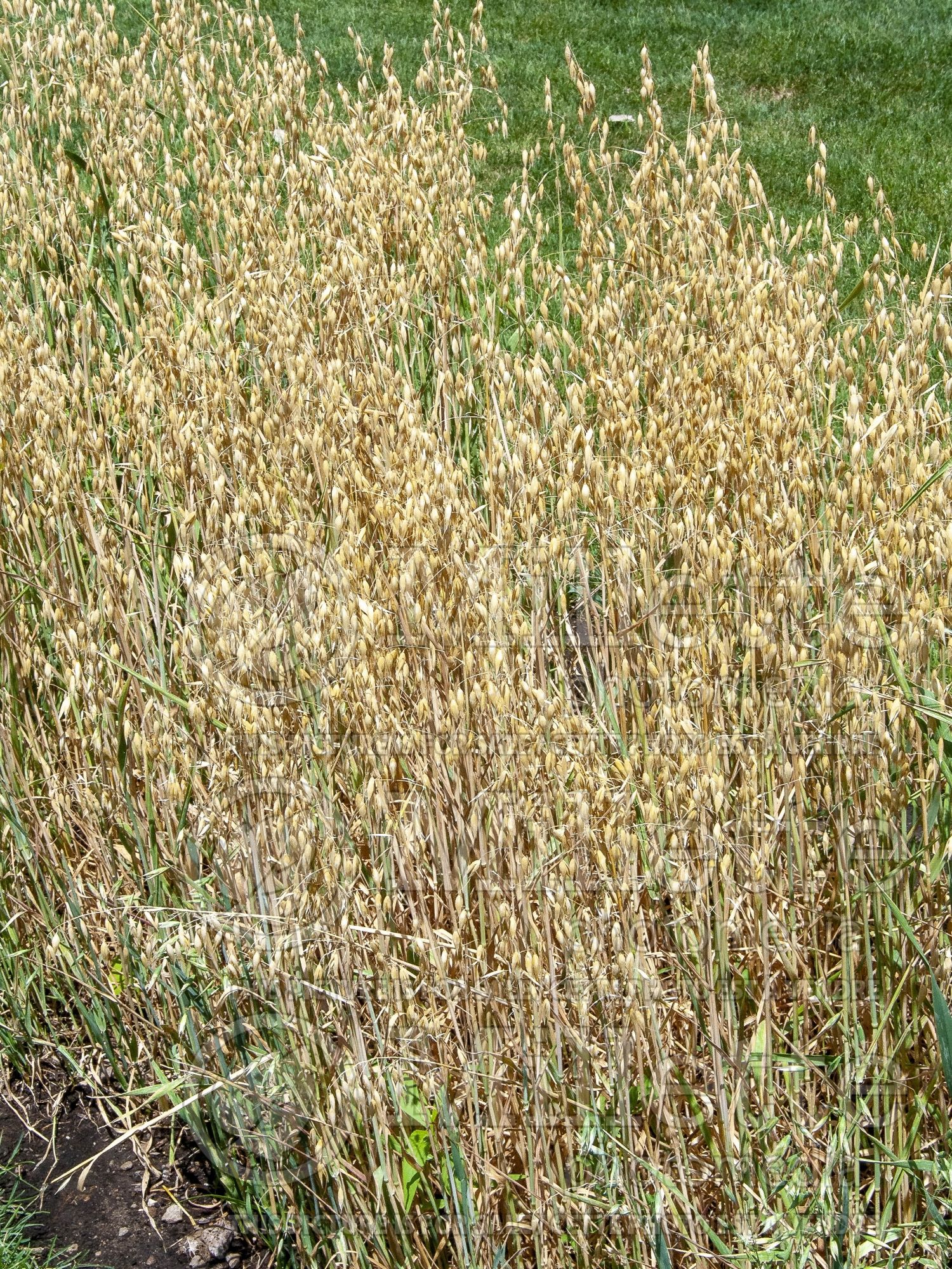 Avena sativa (oat) 1