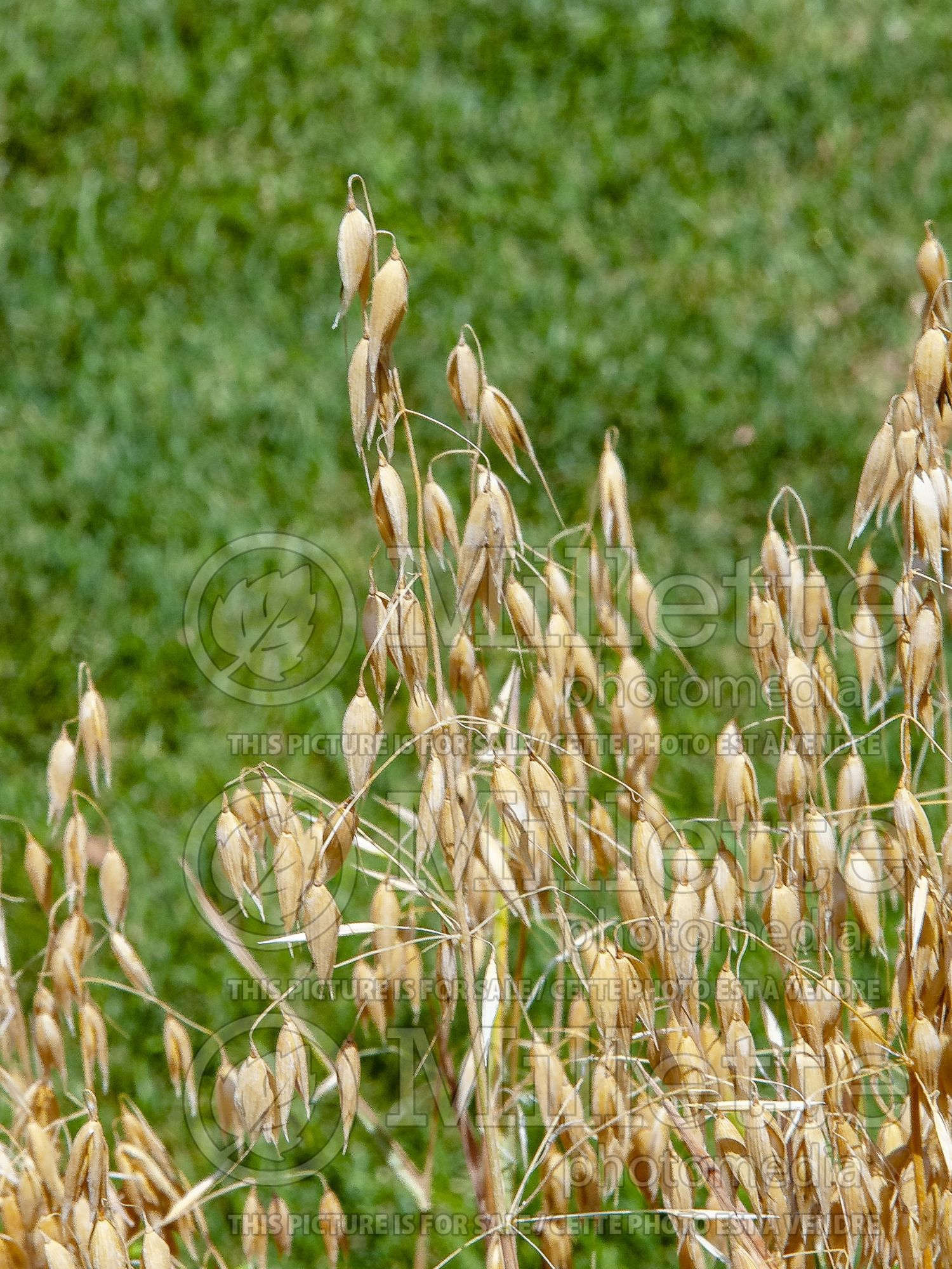 Avena sativa (oat) 2