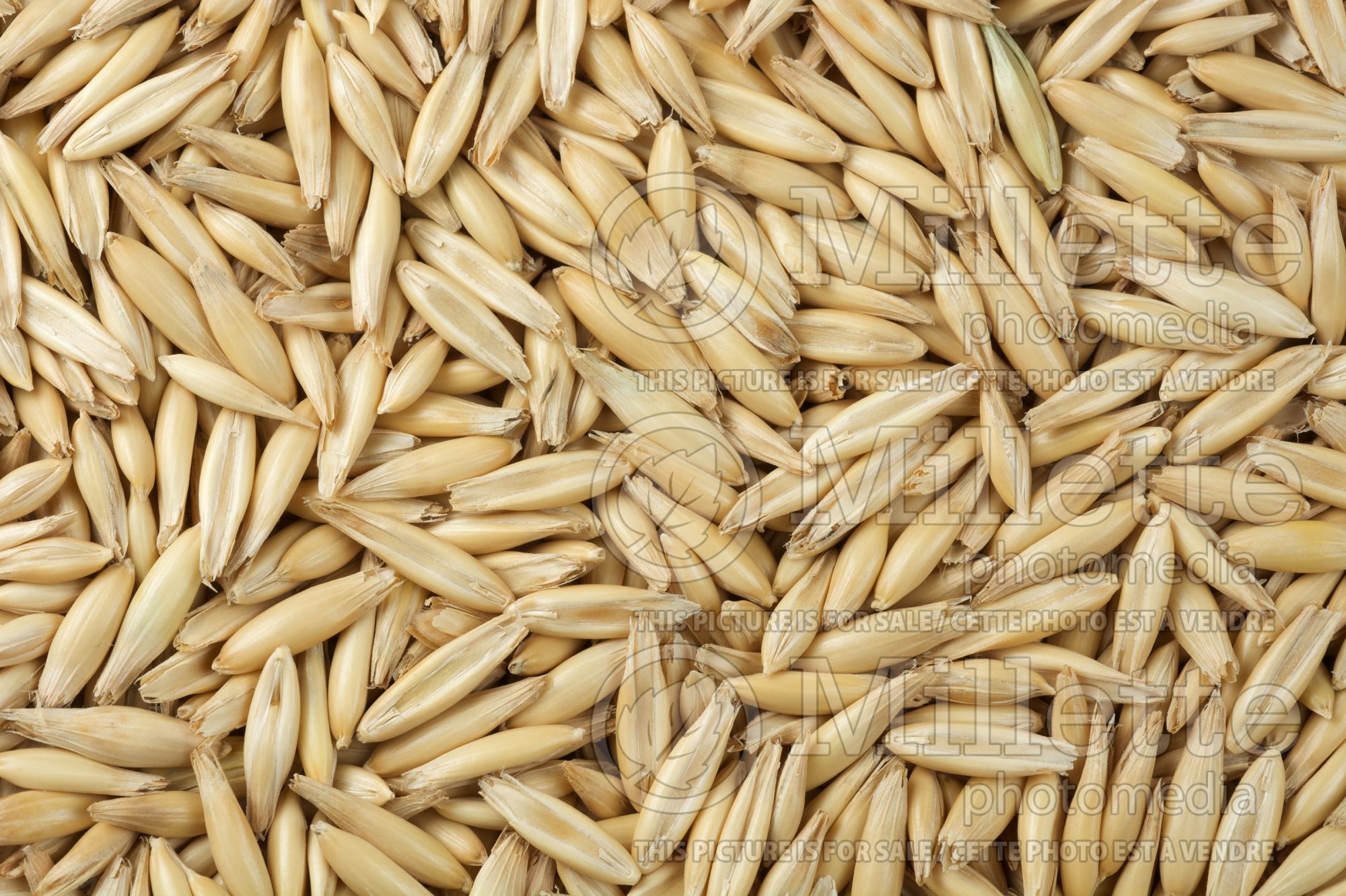 Avena sativa (oat) 3