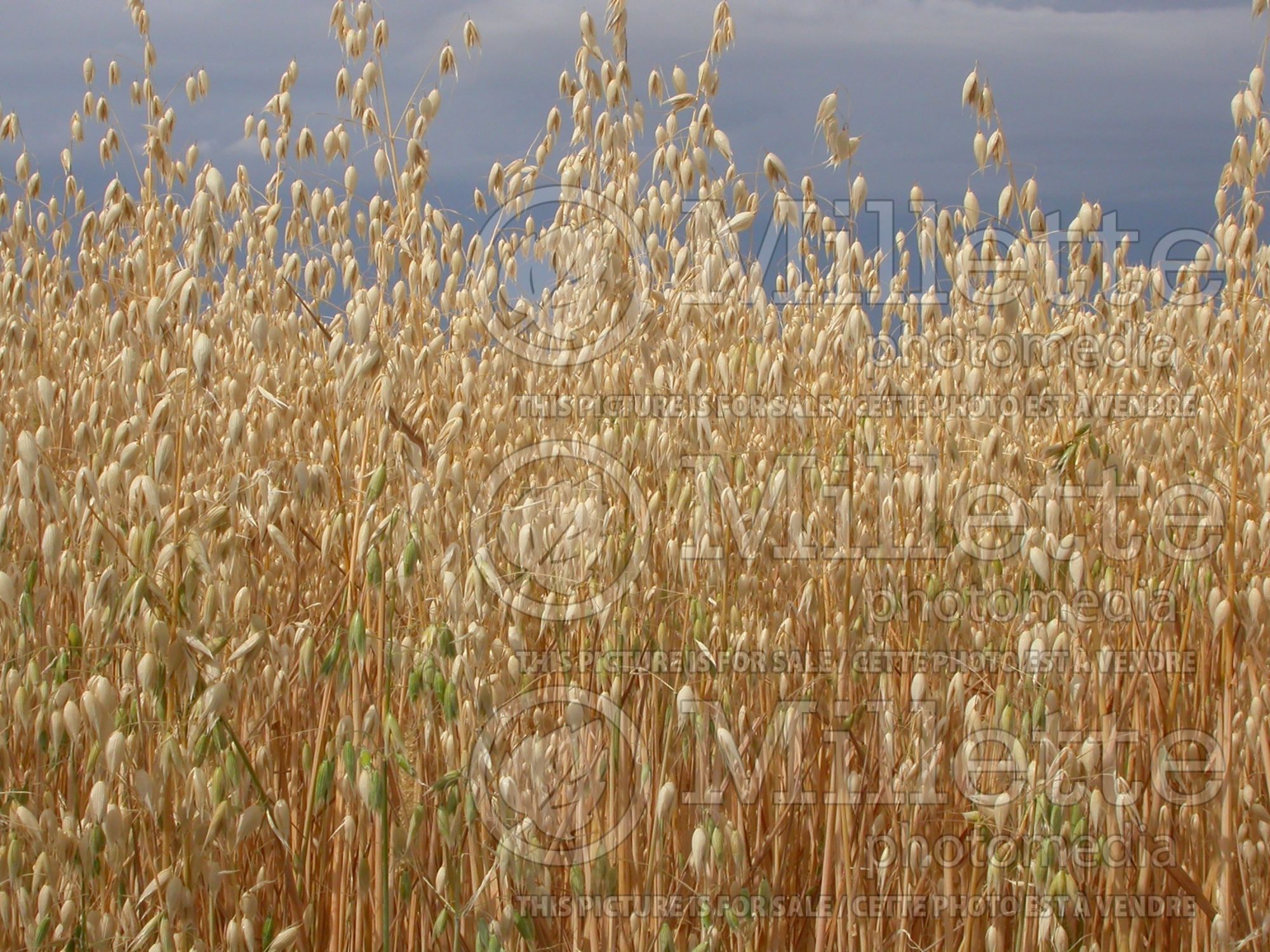 Avena sativa (oat) 4
