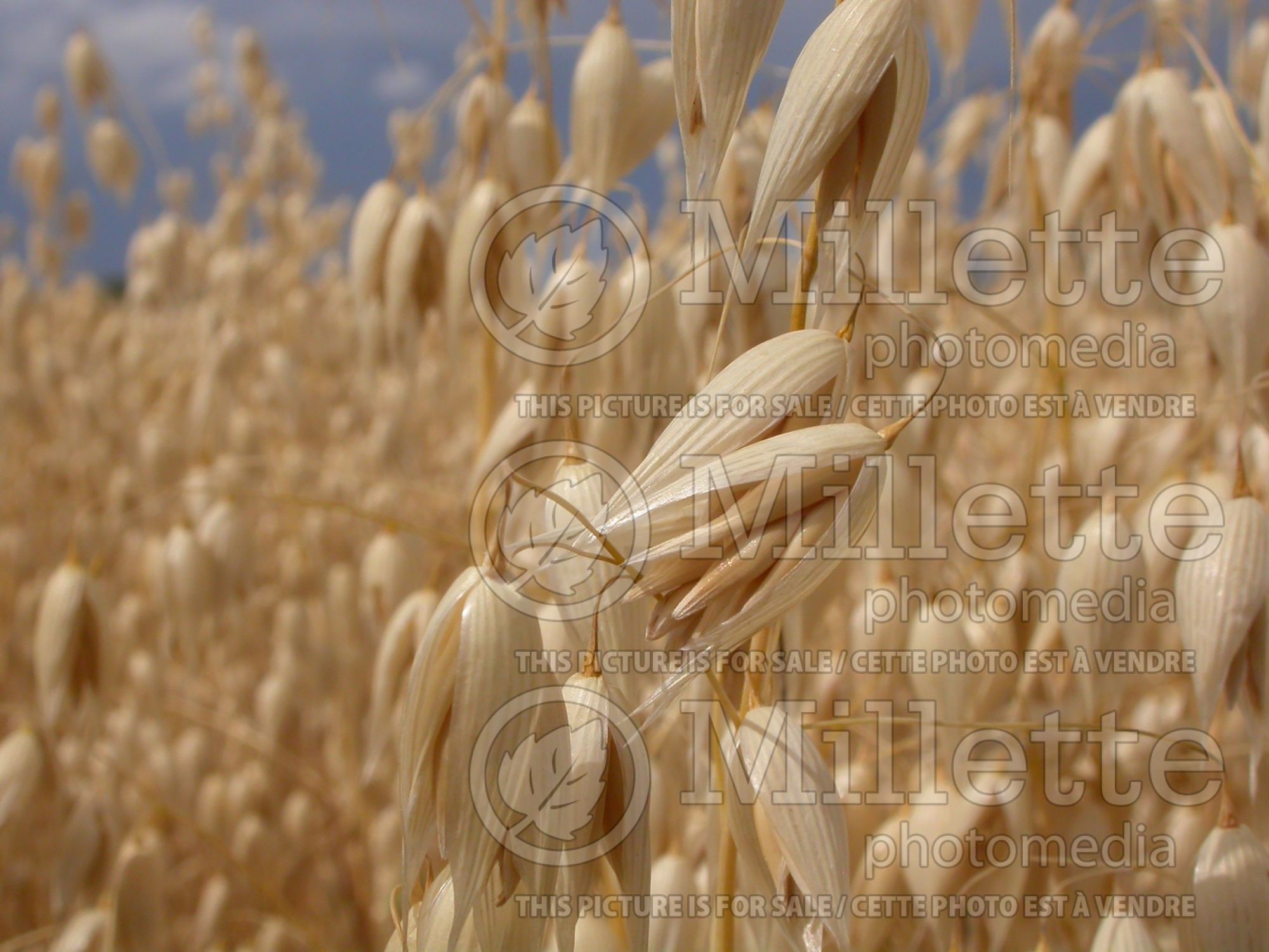 Avena sativa (oat) 5