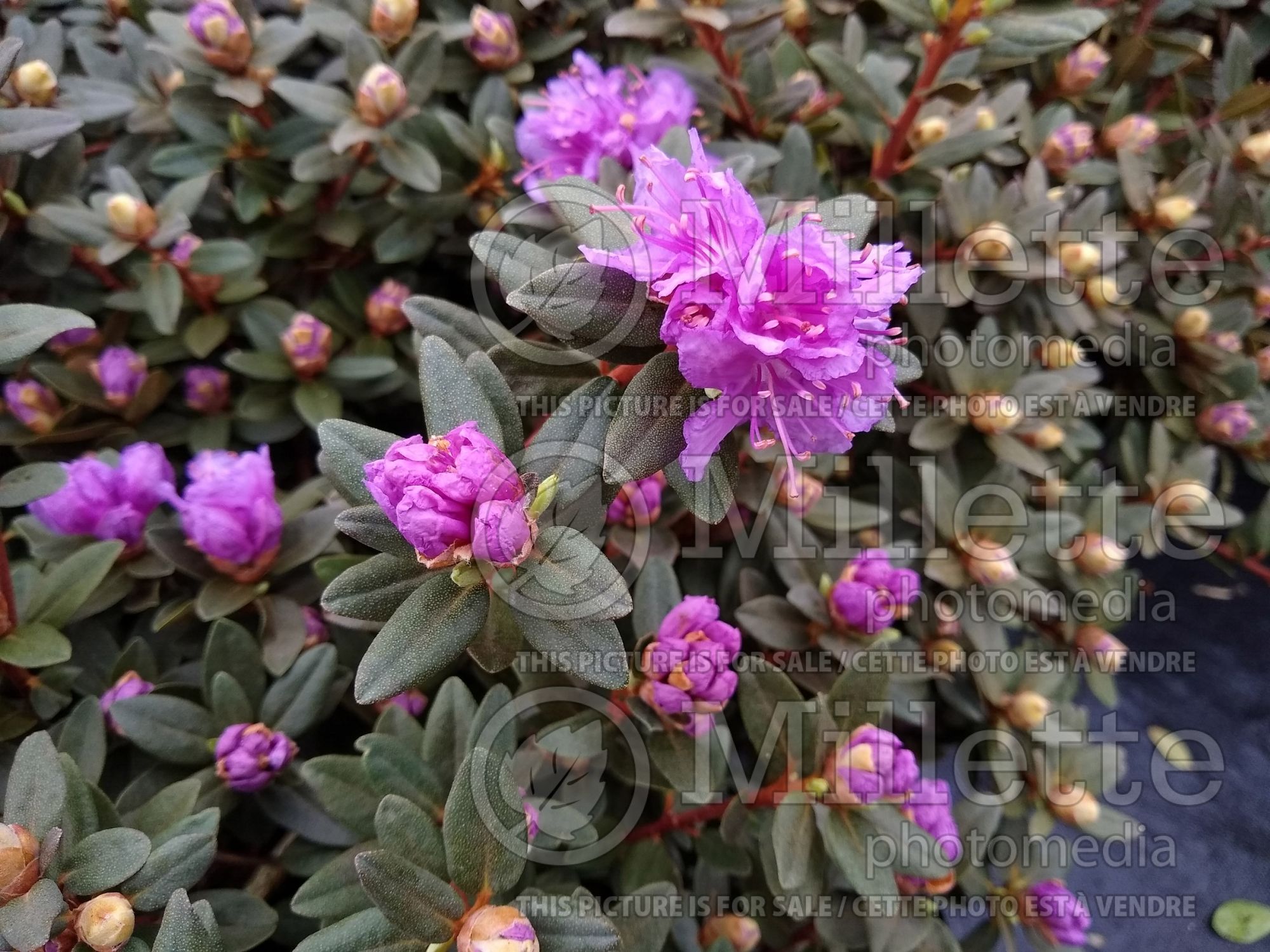 Azalea aka Rhododendron Purple Gem (Rhododendron Azalea) 6
