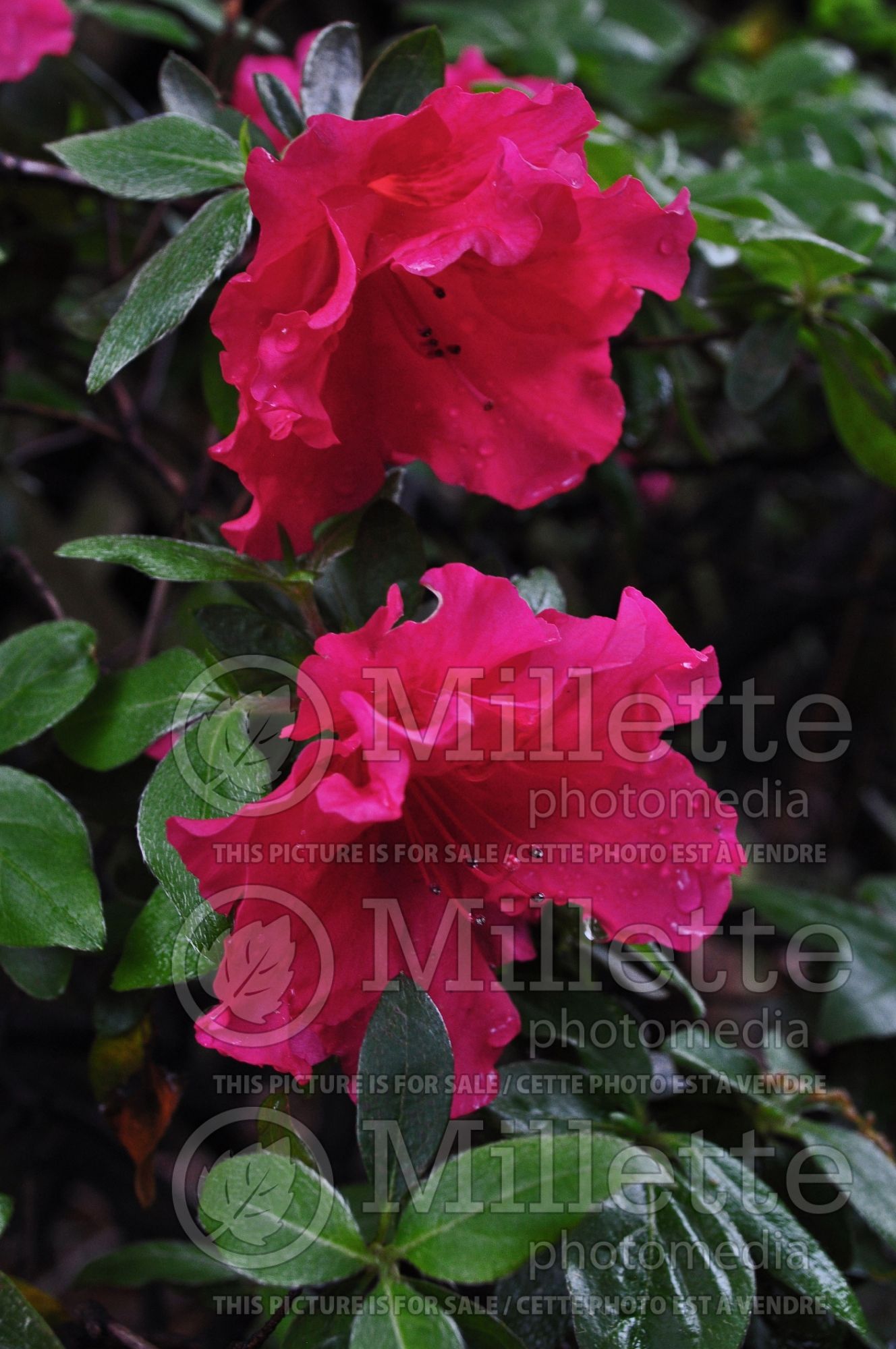 Azalea aka Rhododendron Red Ruffle (Rhododendron Azalea) 2