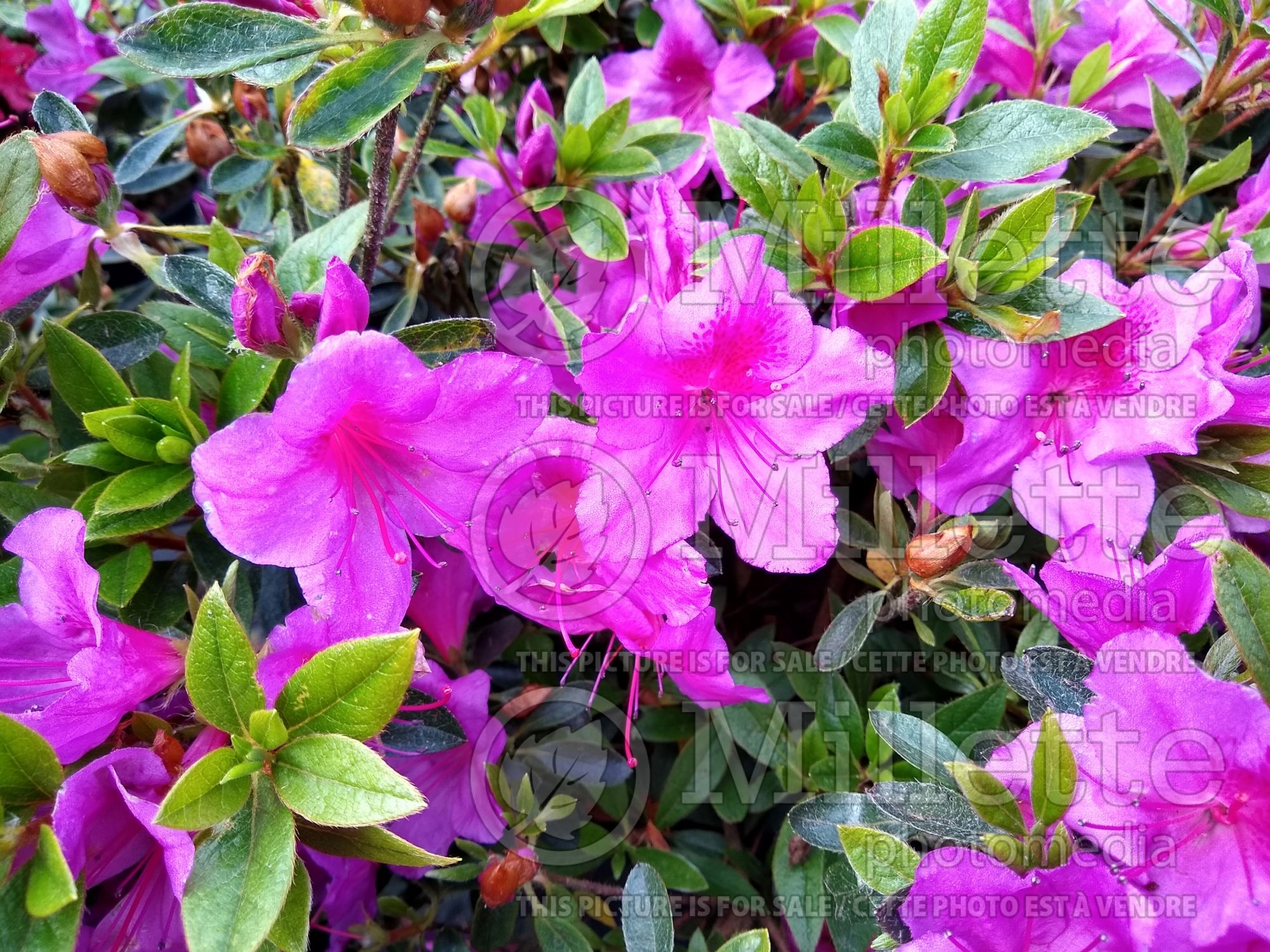 Azalea Chelsoni (Rhododendron azalea) 3