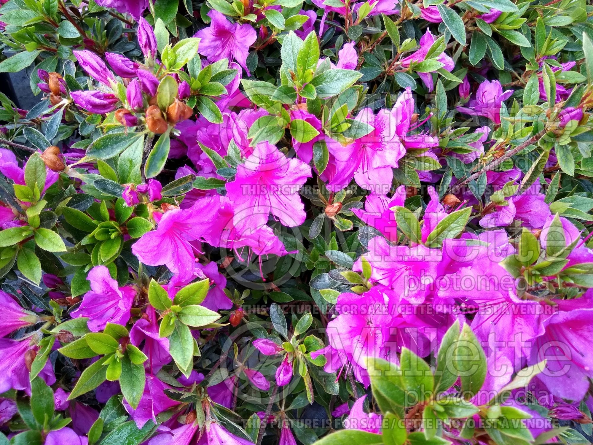 Azalea Chelsoni (Rhododendron azalea) 1