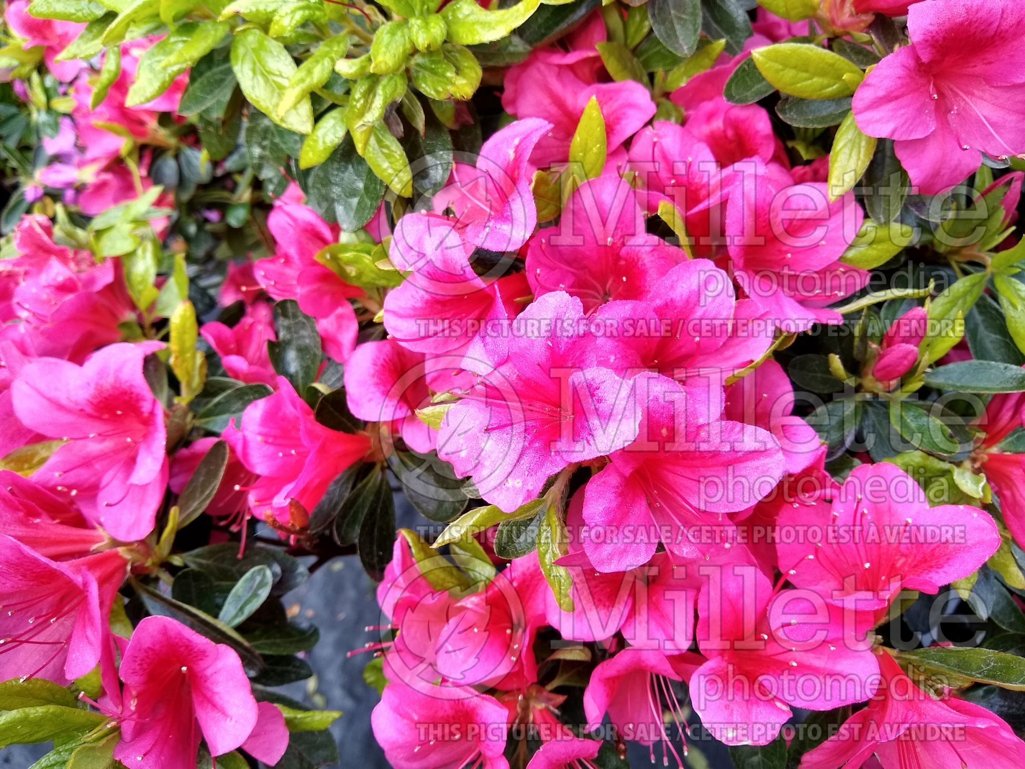 Azalea aka Rhododendron Ardeur (Rhododendron azalea) 1
