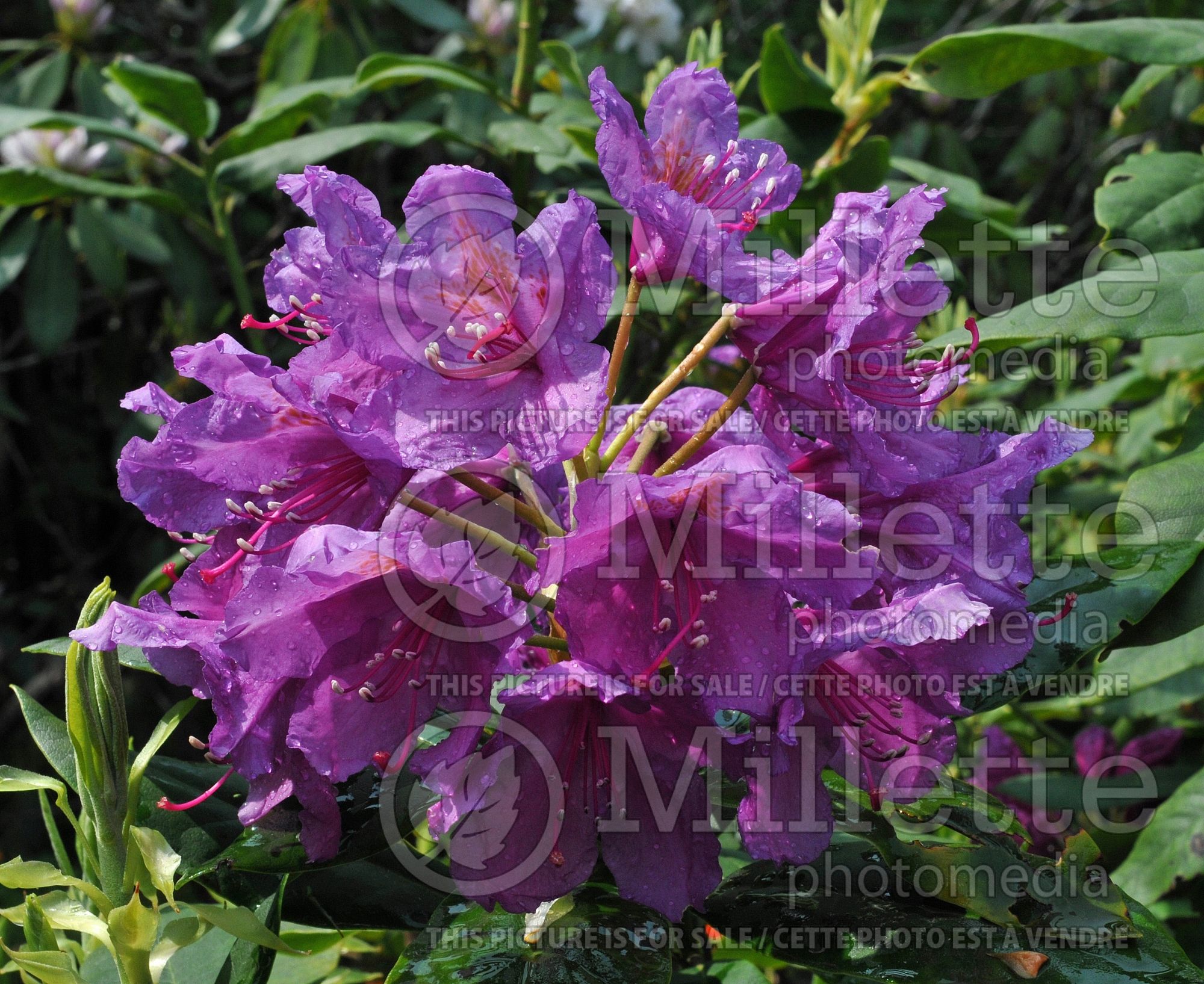Azalea aka Rhododendron Lee's Dark Purple (Rhododendron Azalea) 11
