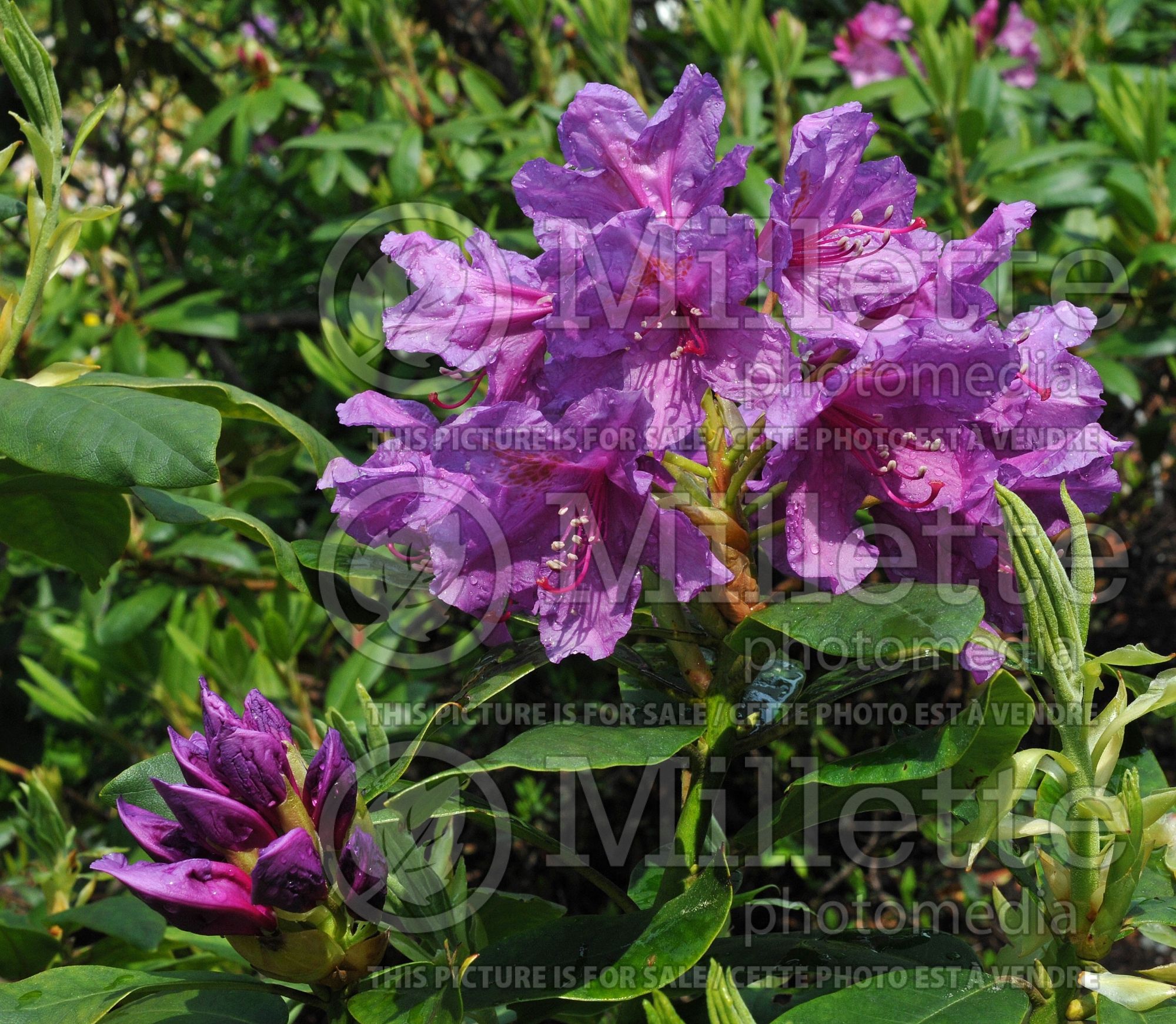 Azalea aka Rhododendron Lee's Dark Purple (Rhododendron Azalea) 12