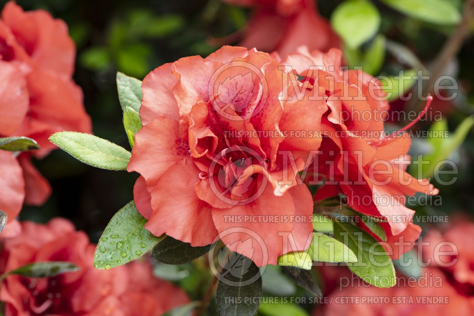 Azalea aka Rhododendron Coral Amazement (Rhododendron azalea) 1