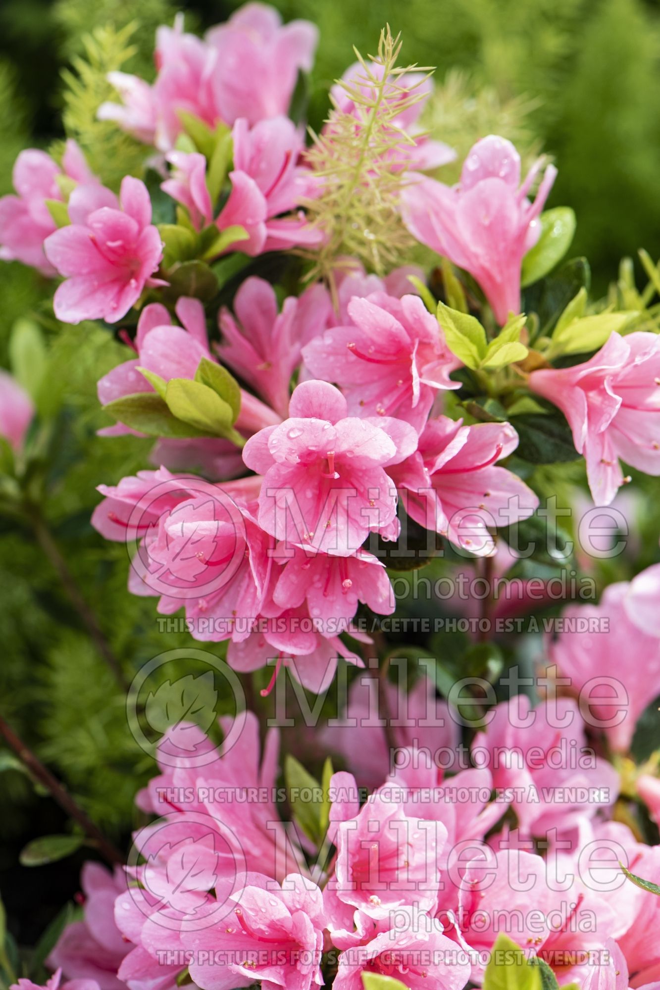 Azalea aka Rhododendron Coral Bells (Rhododendron azalea) 1