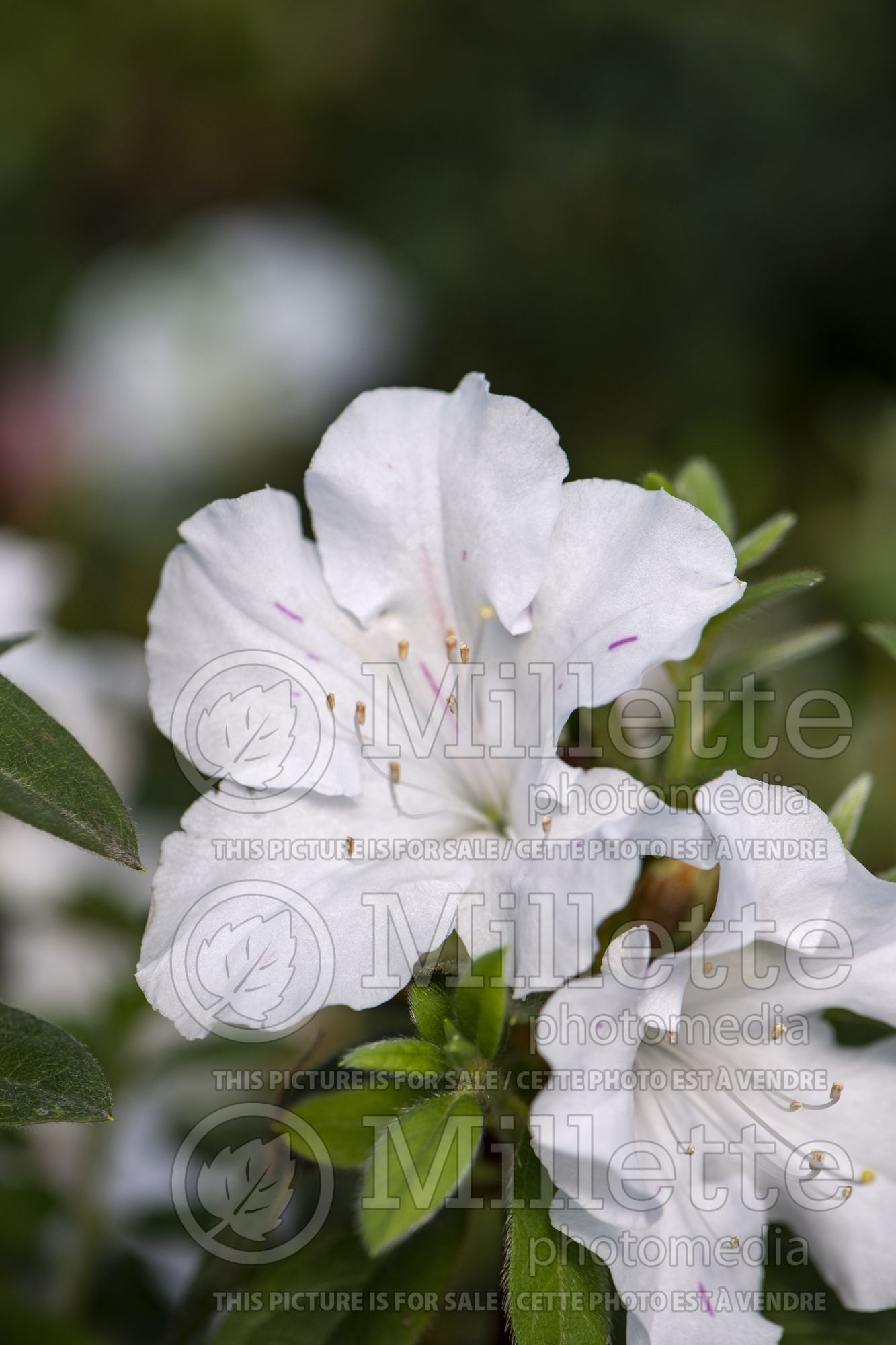 Azalea aka Rhododendron Encore Autumn Lily (Rhododendron azalea) 1