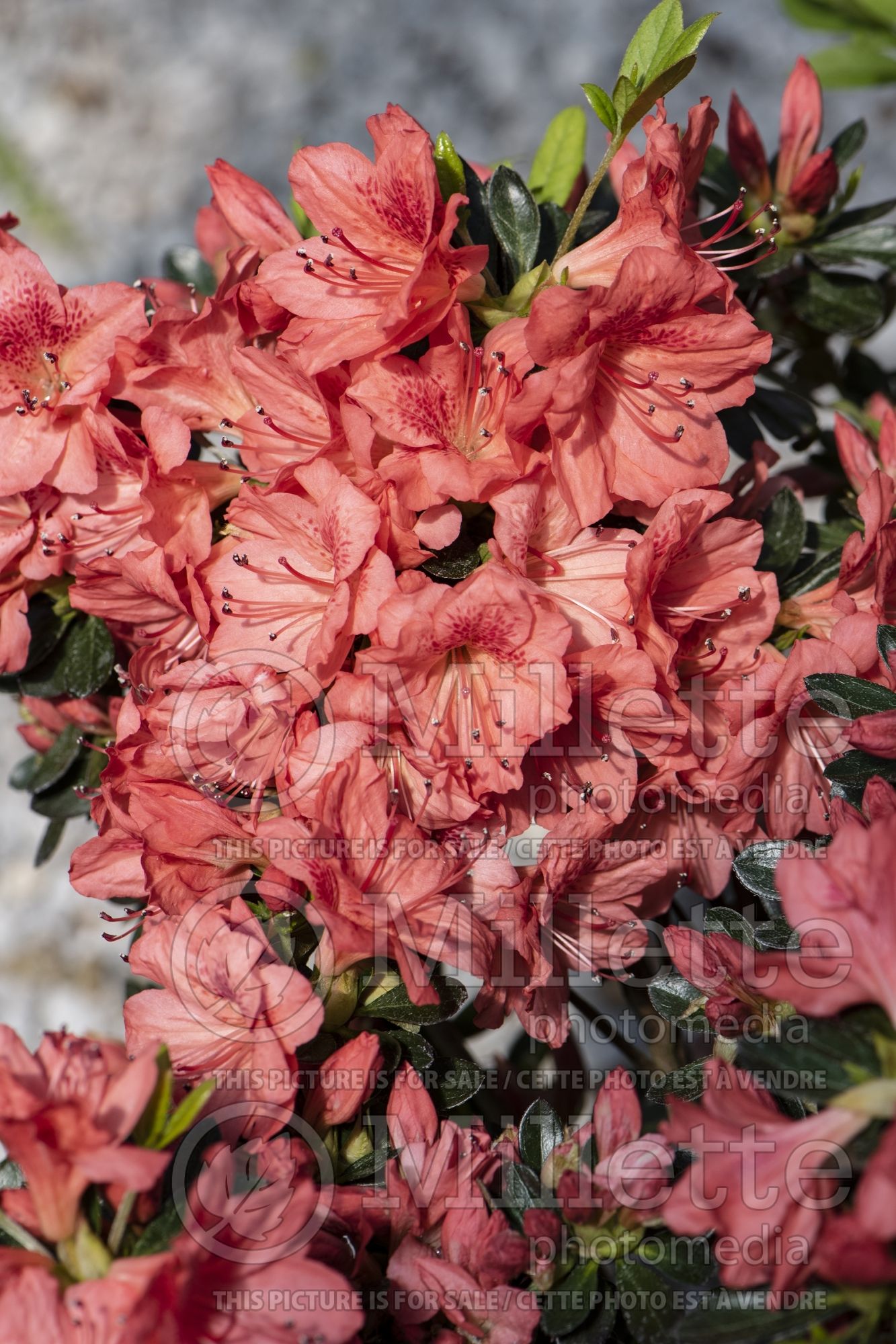 Azalea aka Rhododendron Fashion (Rhododendron Azalea) 2