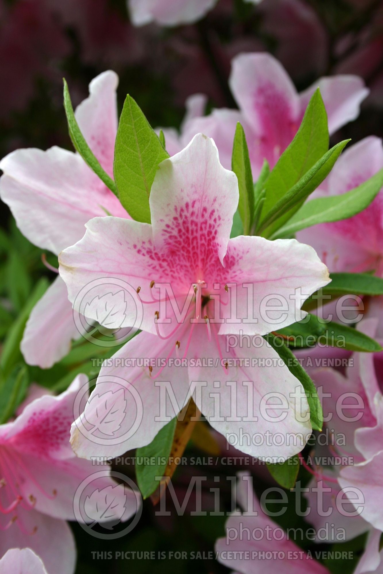 Rhododendron aka azalea George Taber (Rhododendron azalea) 3
