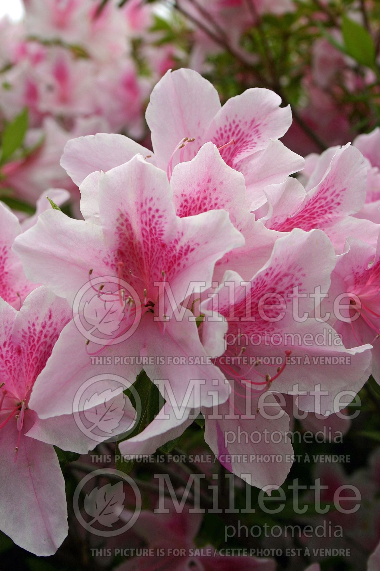 Rhododendron aka azalea George Taber (Rhododendron azalea) 4