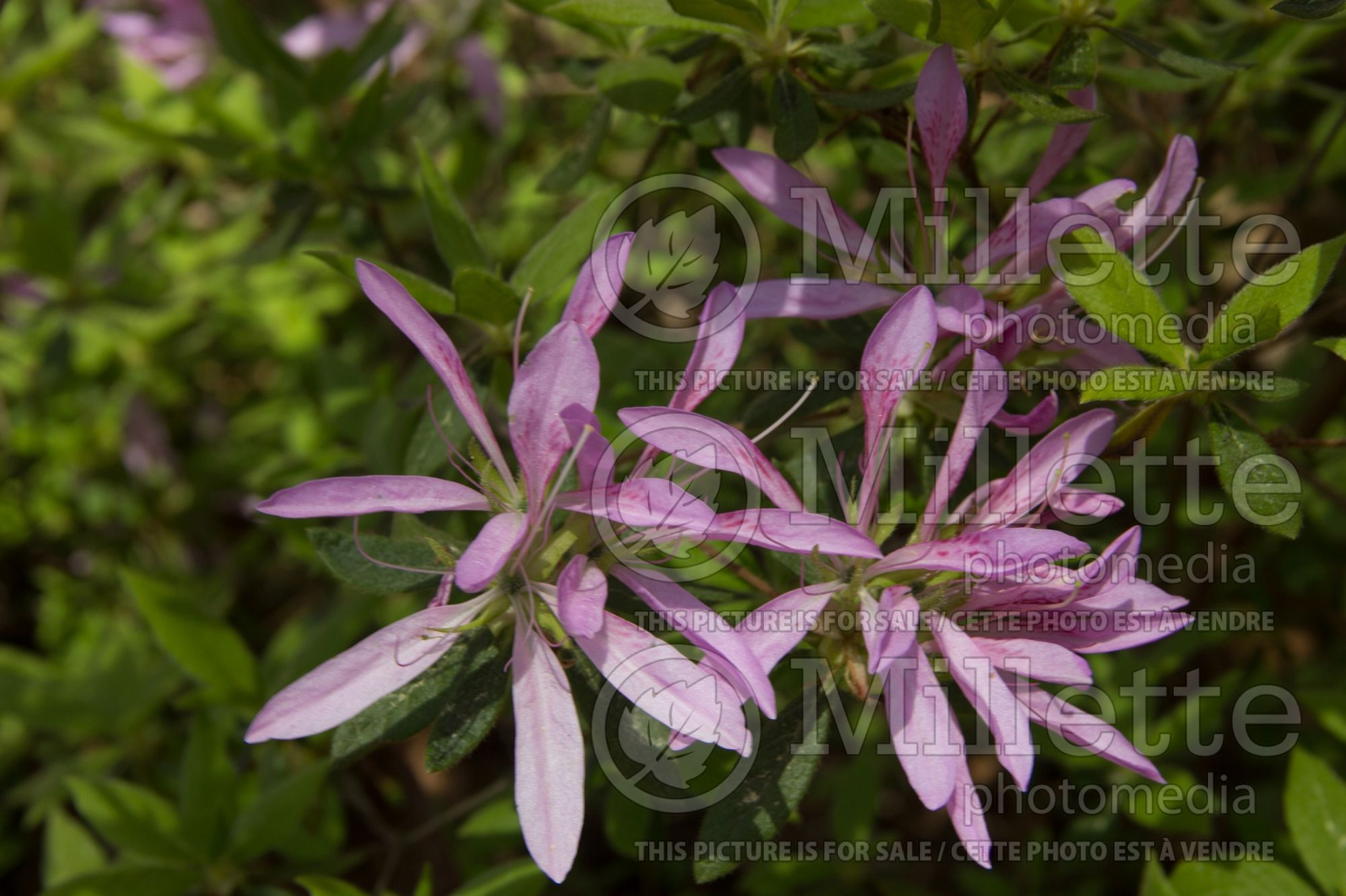 Azalea aka Rhododendron Koromo Shikibu (Rhododendron azalea) 3
