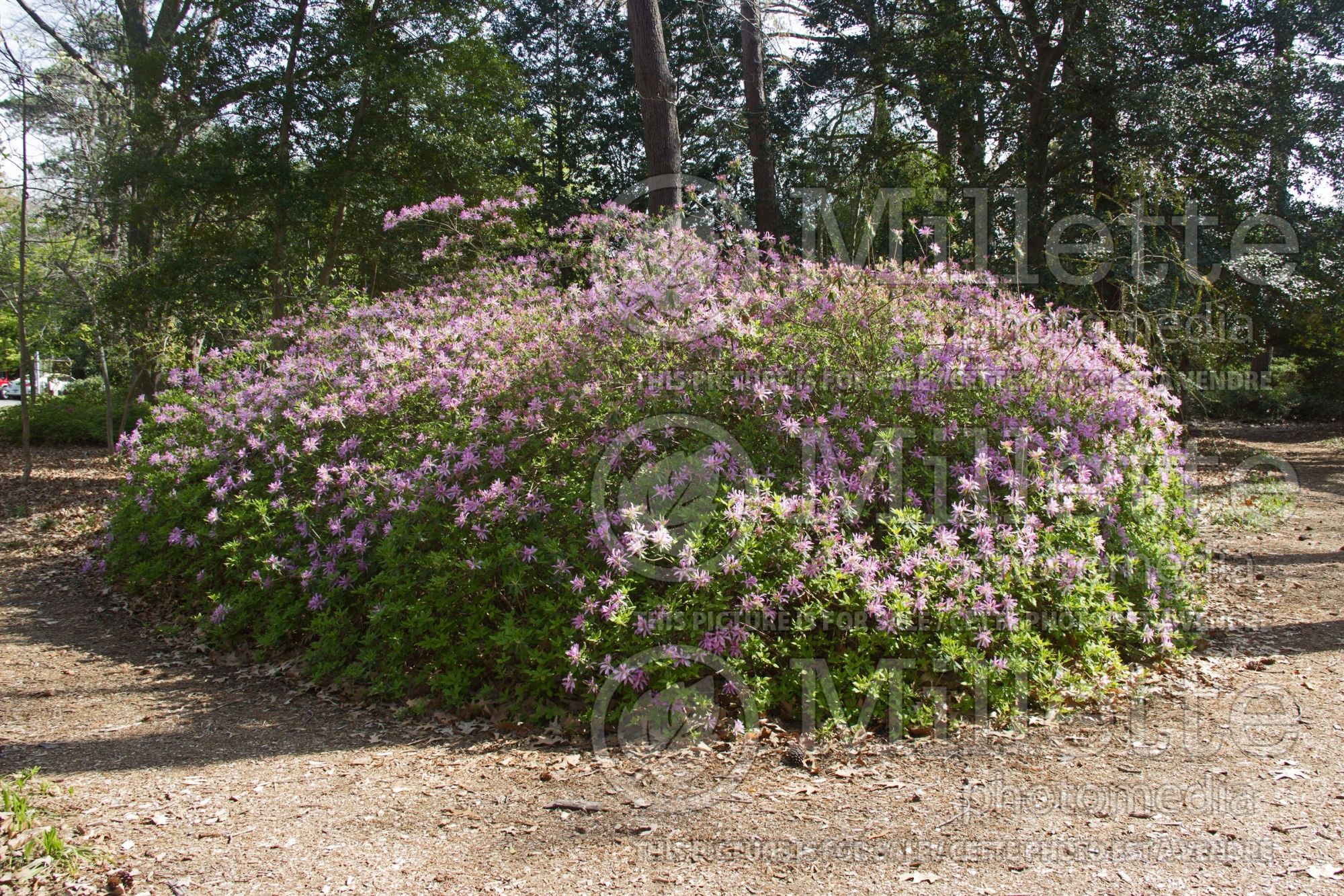 Azalea aka Rhododendron Koromo Shikibu (Rhododendron azalea) 1